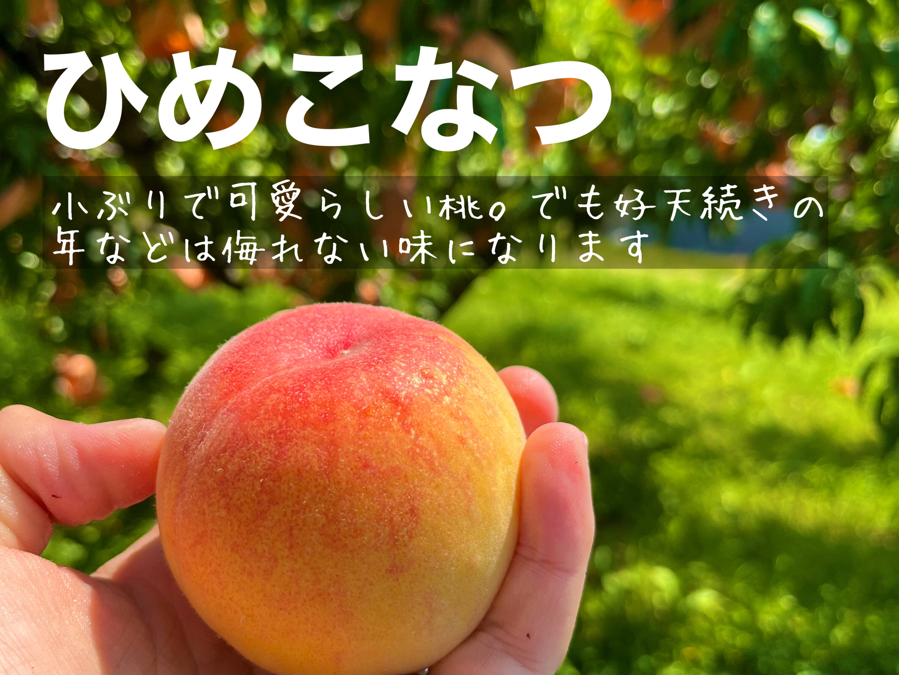 岡山県産 桃 はなよめ 6個入り ✕ 2箱 お土産ギフトはなよめ桃｜岡山果物カタログ