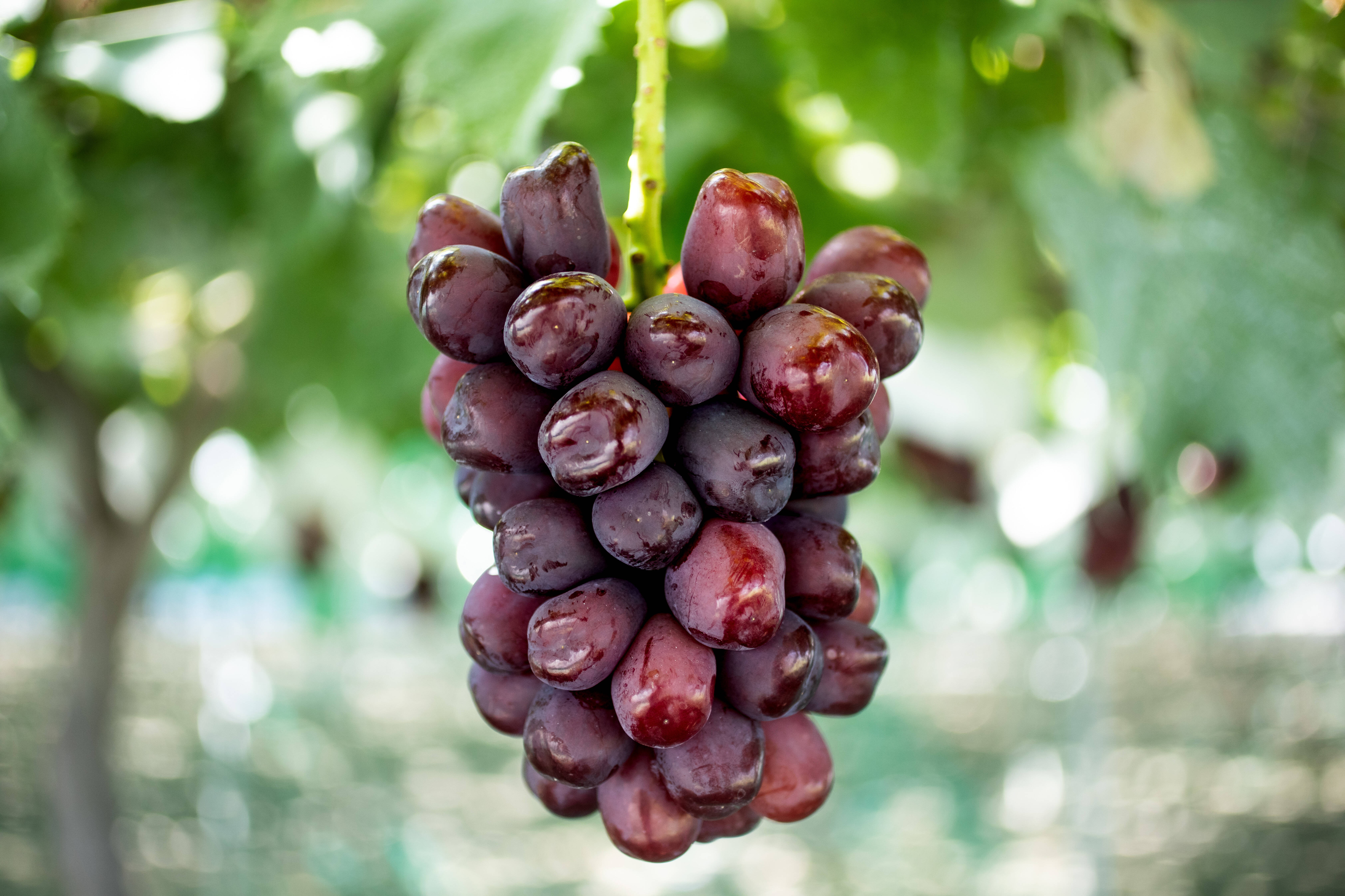 数量限定】山梨県産 超希少高級ブドウ‼ 富士の輝 (1.0㎏以上/1房