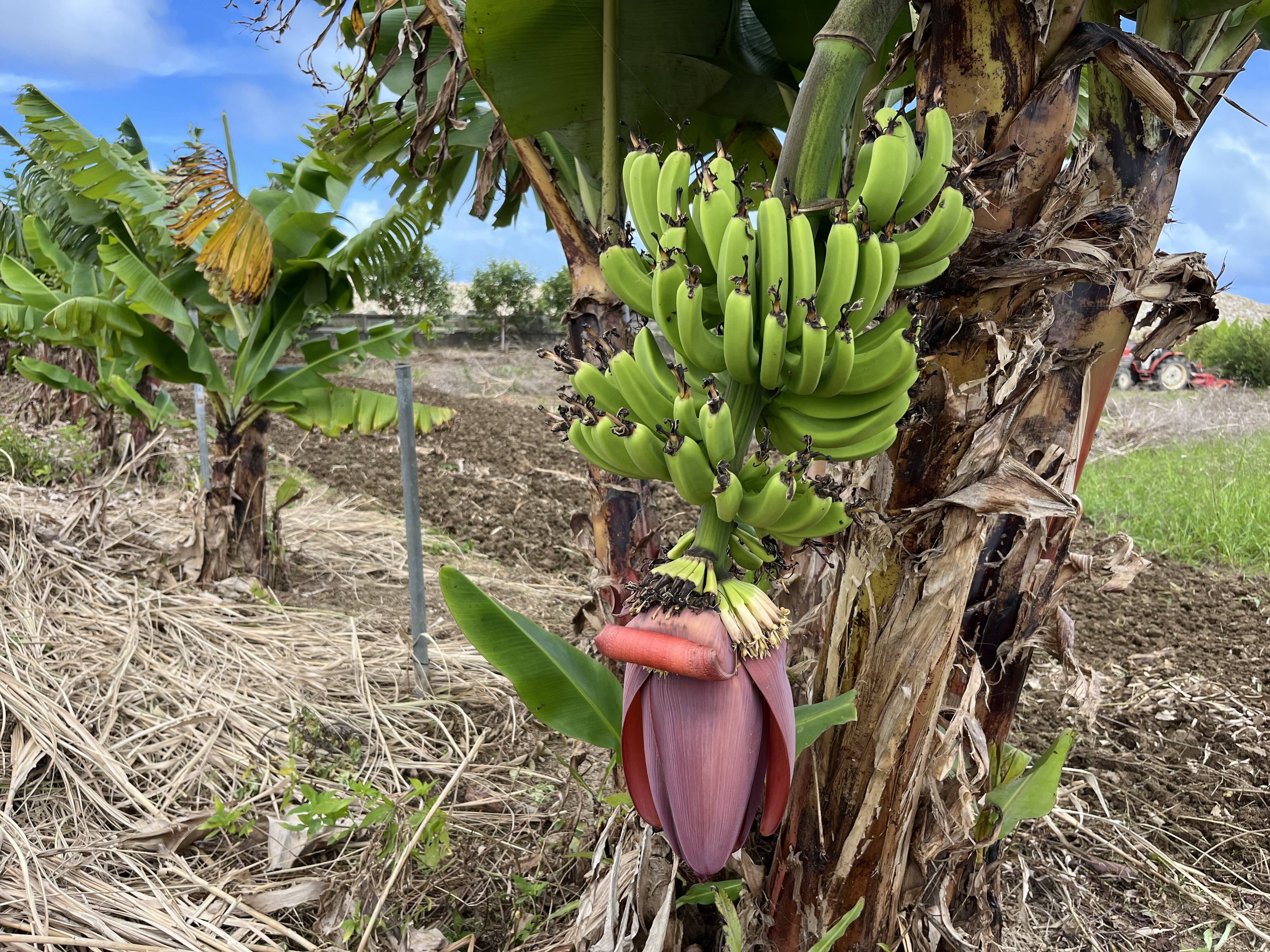 00468559f55861b5b394f678d02879