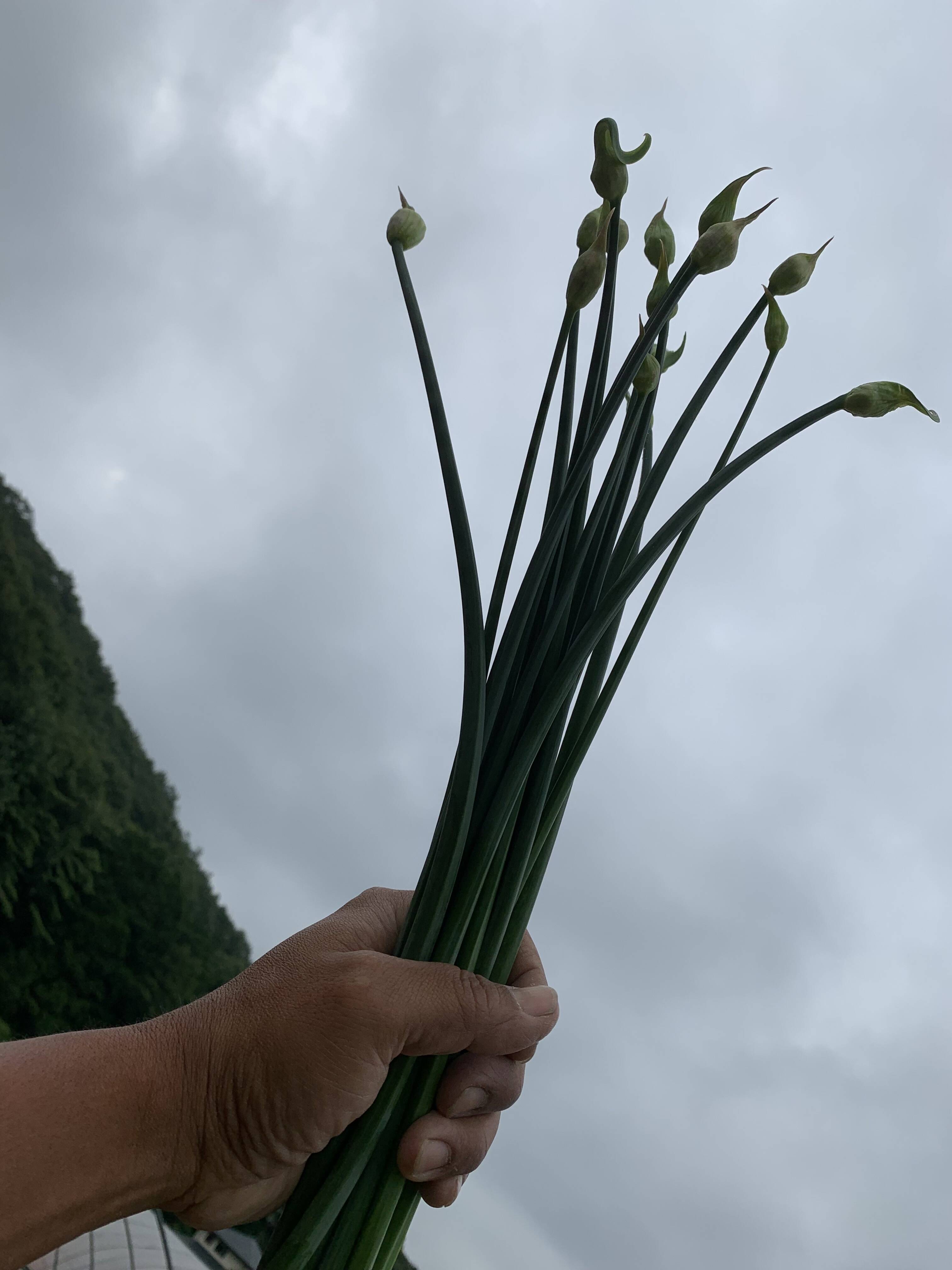 いよいよです。｜食べチョク｜産地直送(産直)お取り寄せ通販 - 農家