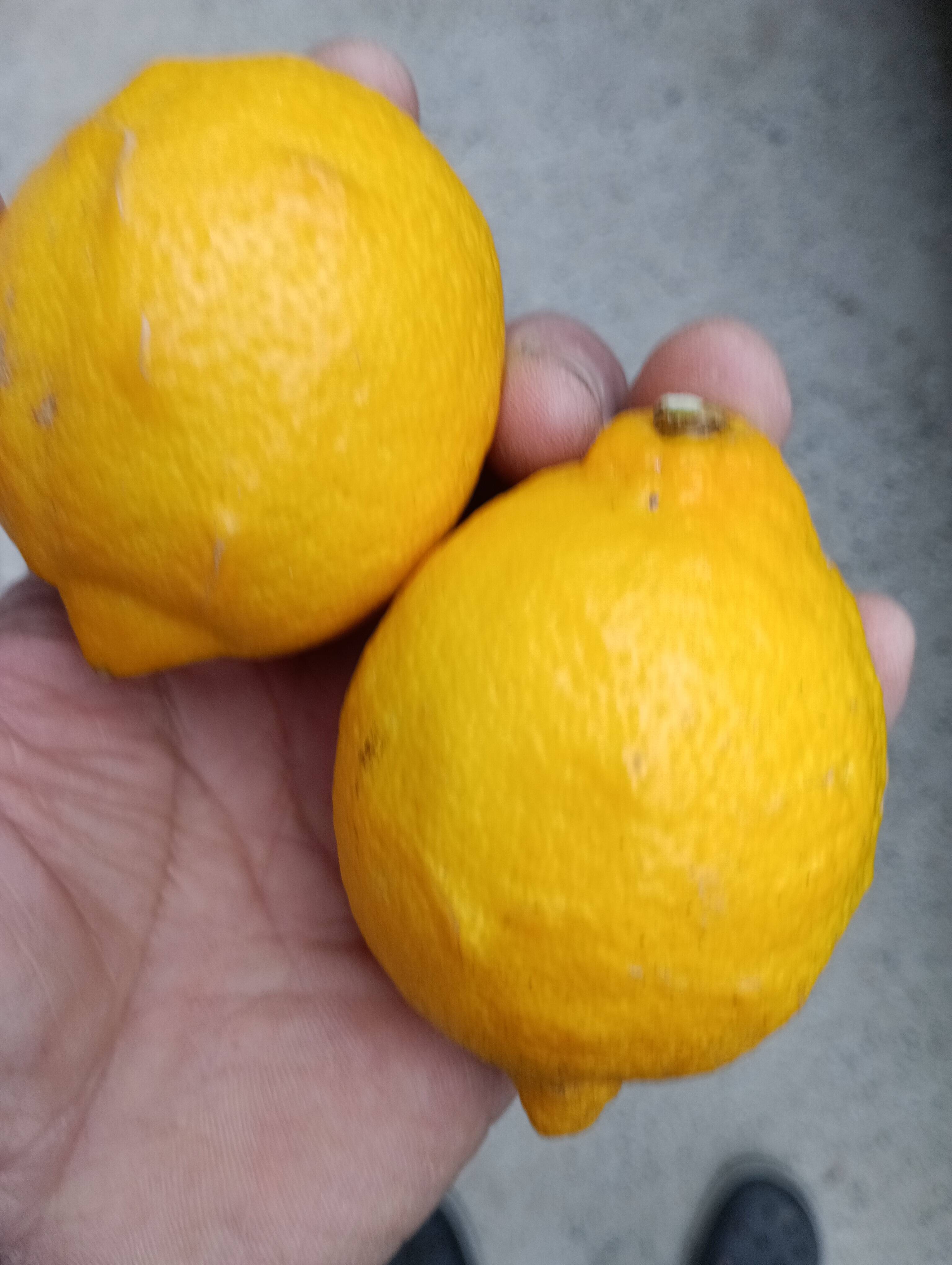 防腐剤、ワックス不使用 皮ごと使用激安広島県産レモン 訳あり品 2kg