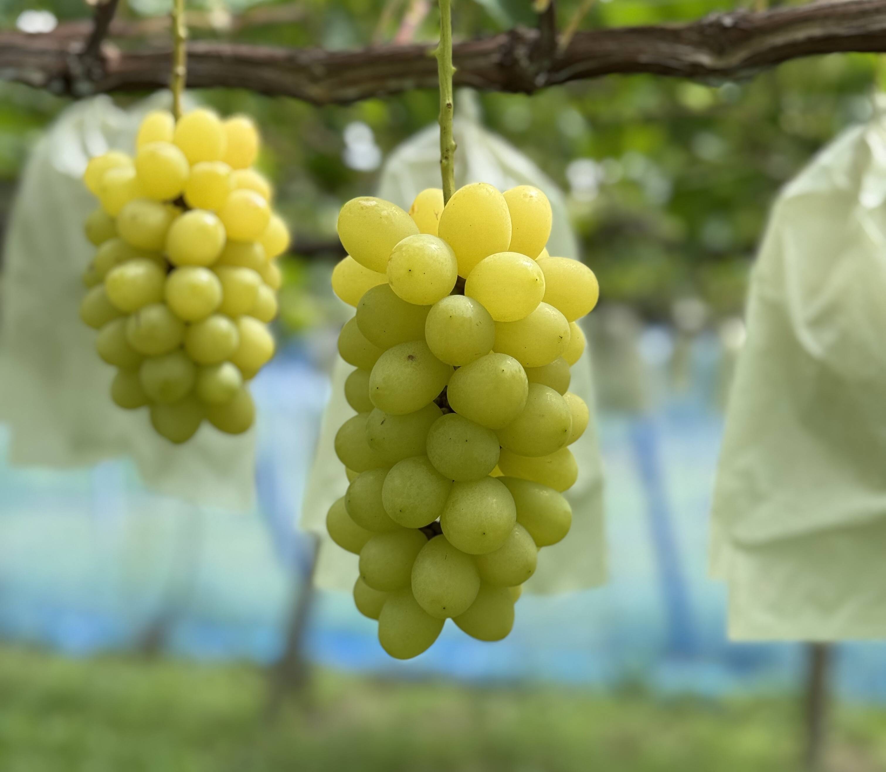 宝石の輝き『ジュエルマスカット』1kg〜1.1kg（2房〜3房）：山梨