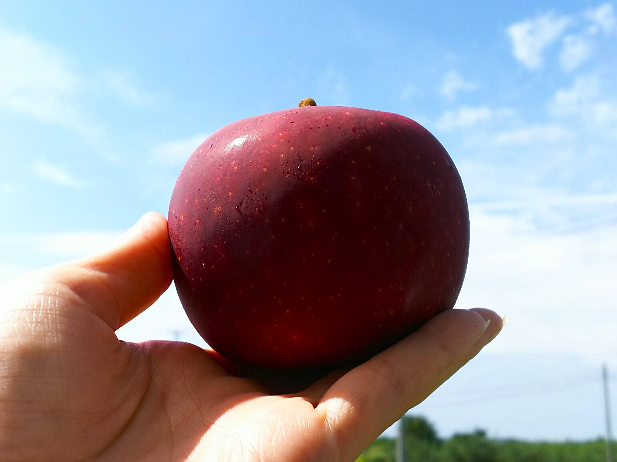 まリンゴ 8月上旬ころ収穫】恋空 ほんのり甘酸っぱい夏りんご 家庭用 2.5kg（7