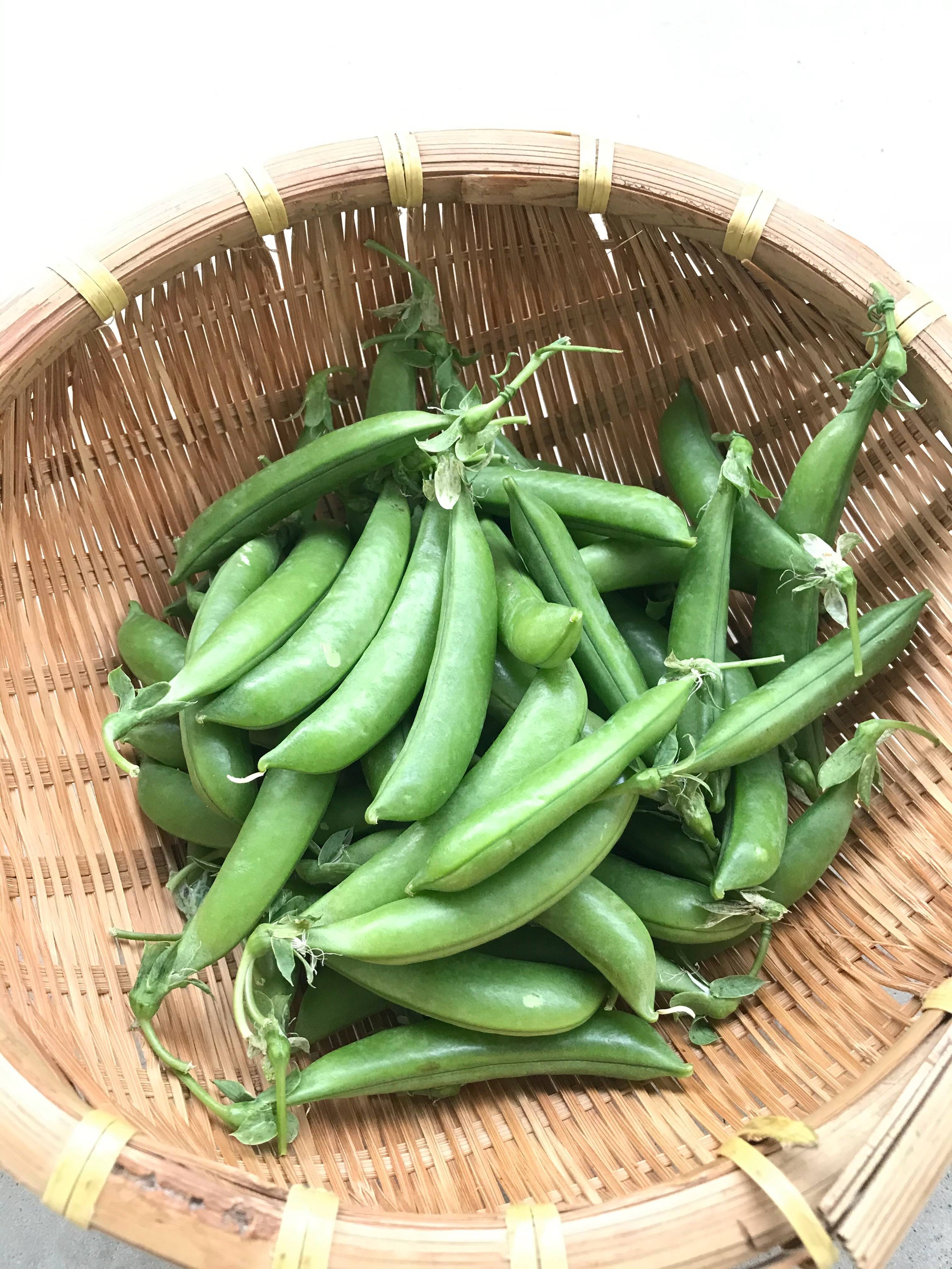スナップエンドウ　500g 農薬・化学肥料不使用　徳島県産 スナップエンドウ 500g 農薬・化学肥料不使用 徳島県産