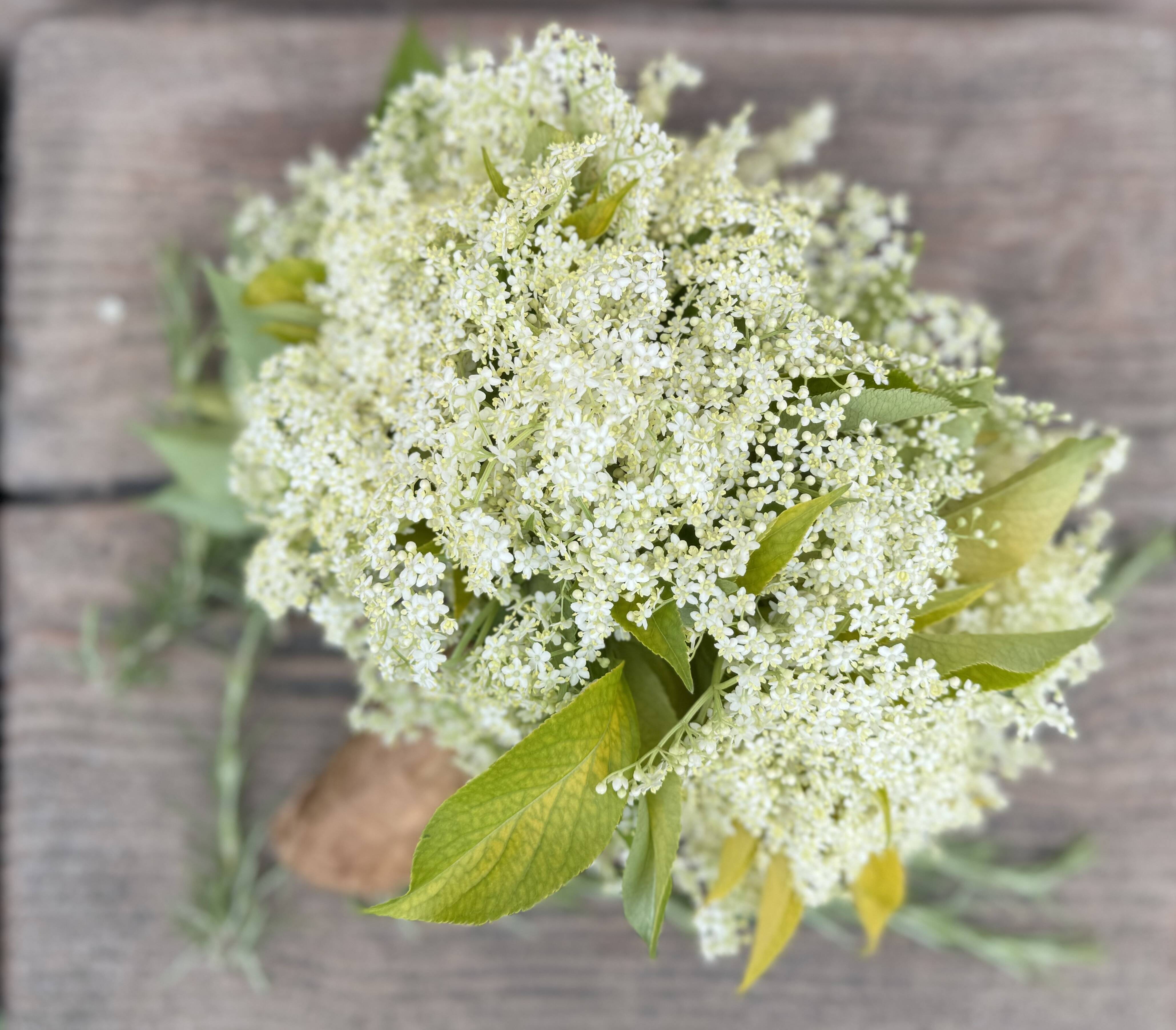 オーガニック エルダーフラワー：Organic Elder flower【有機JAS認証