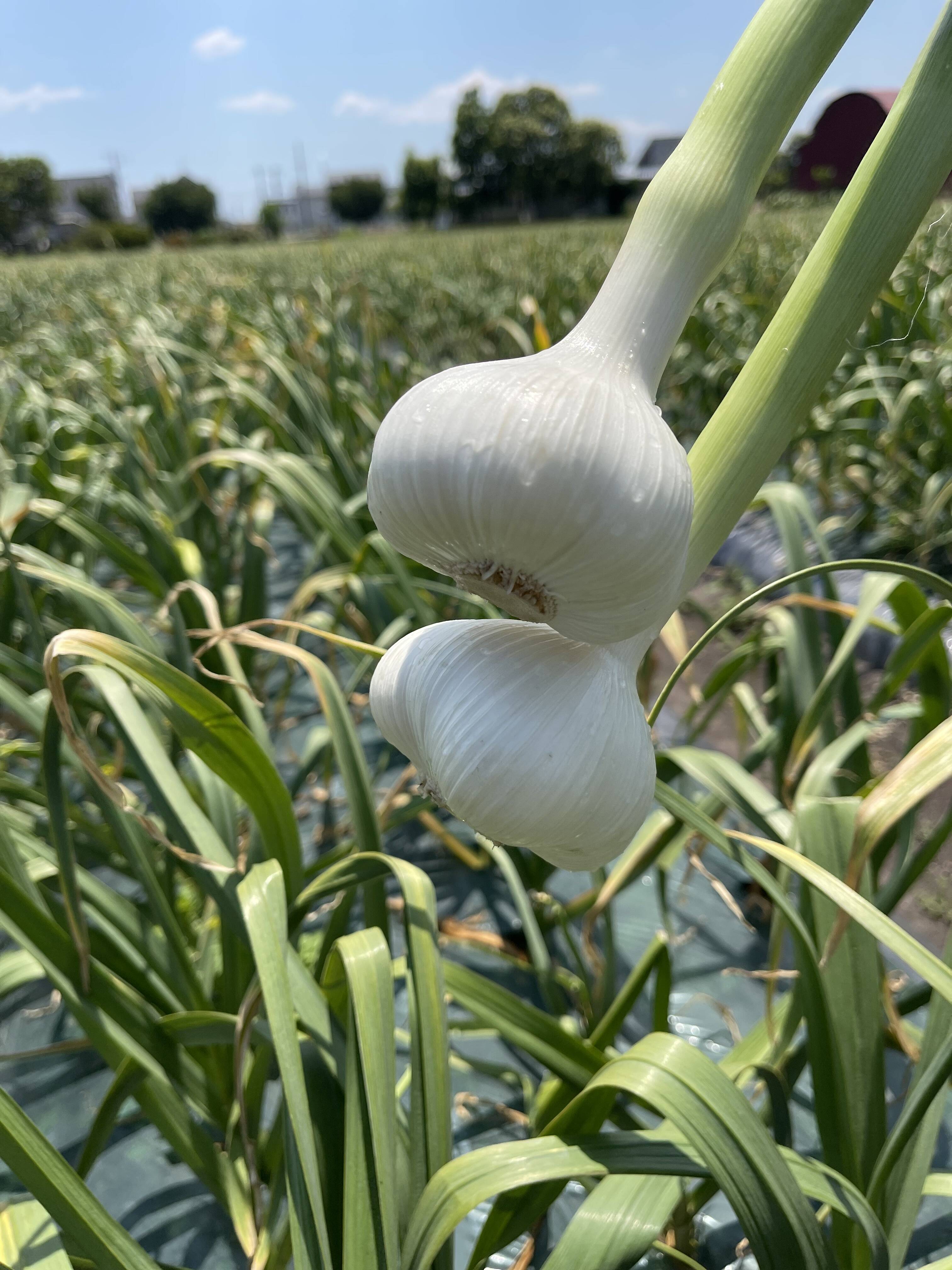 とわだミネラルにんにくファームへのレビュー・商品：青森県｜食べチョク｜産地直送(産直)お取り寄せ通販 - 農家・漁師から旬の食材を直送