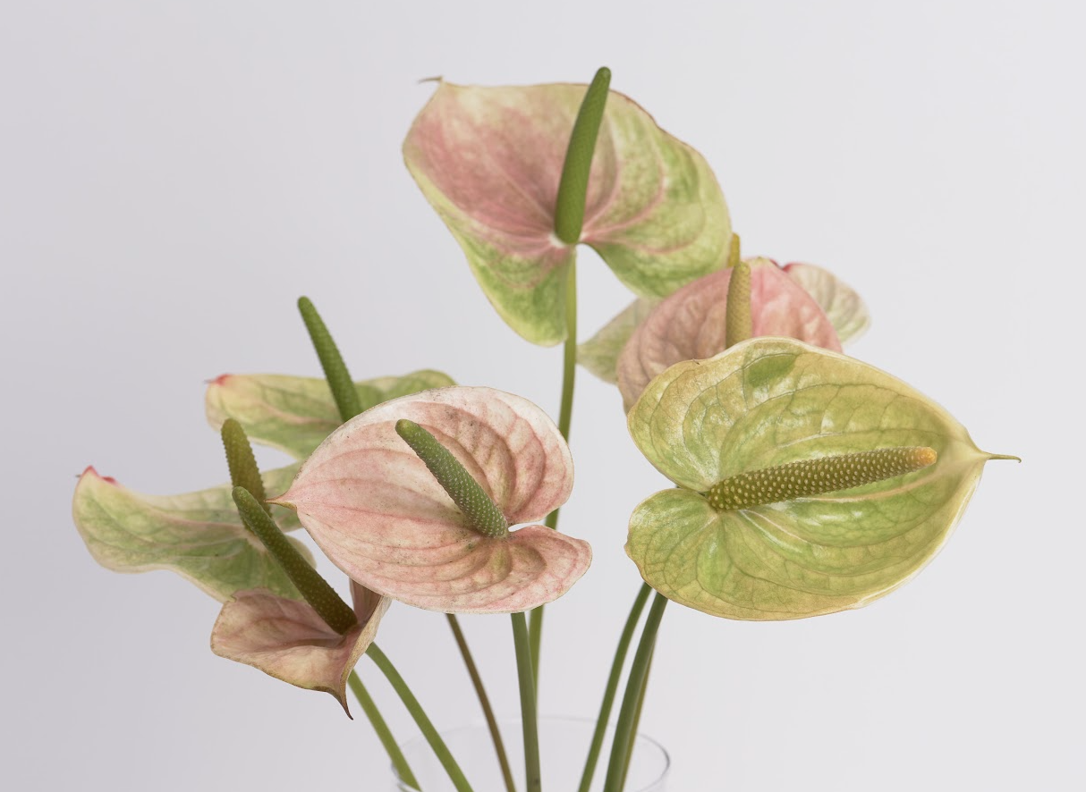 にこまる様専用 アンスリウムセット 自分で作る寄植えセット