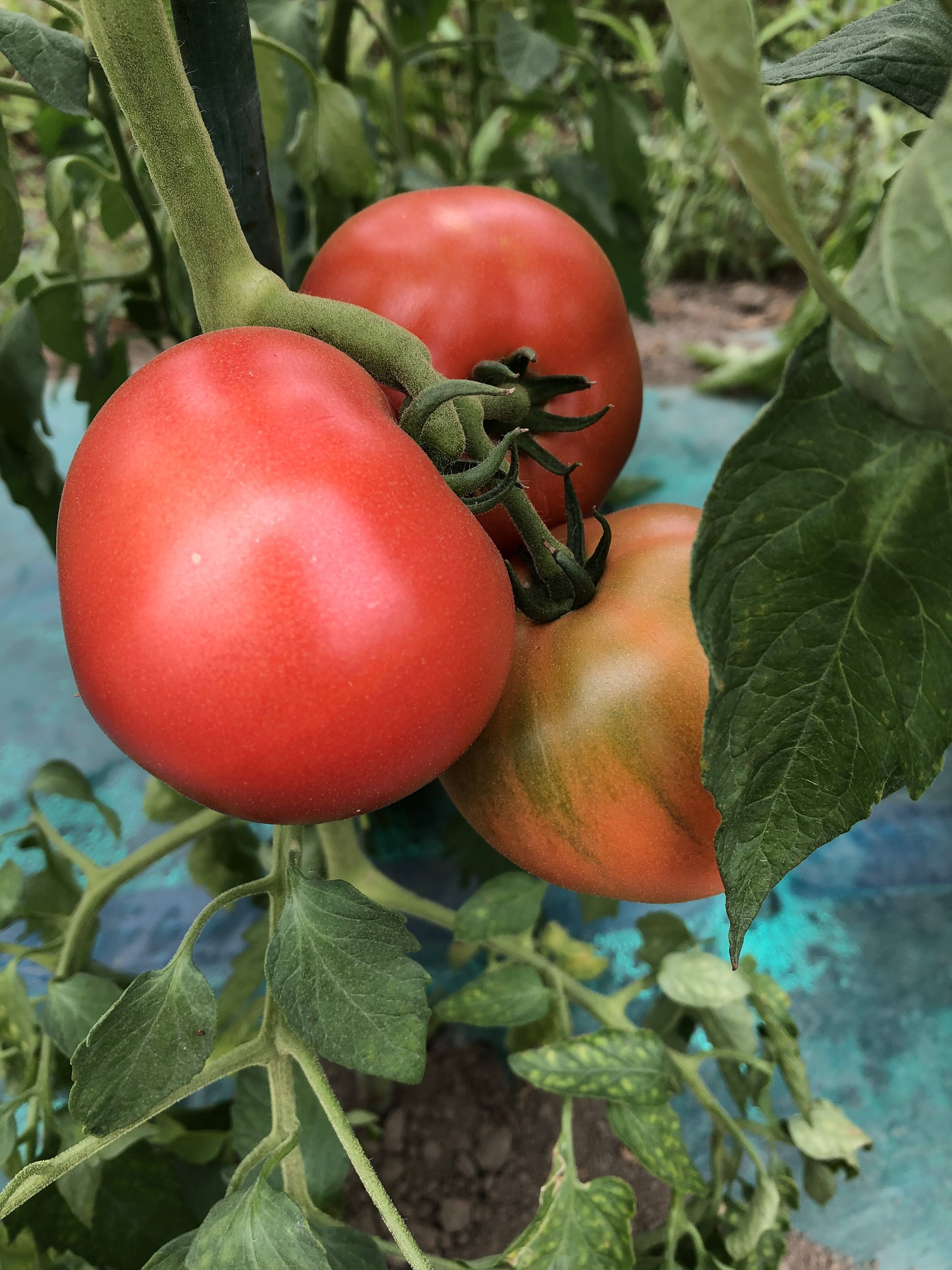 自然栽培】甘味・酸味・旨味のバランスが最高の完熟大玉トマト”桃太郎