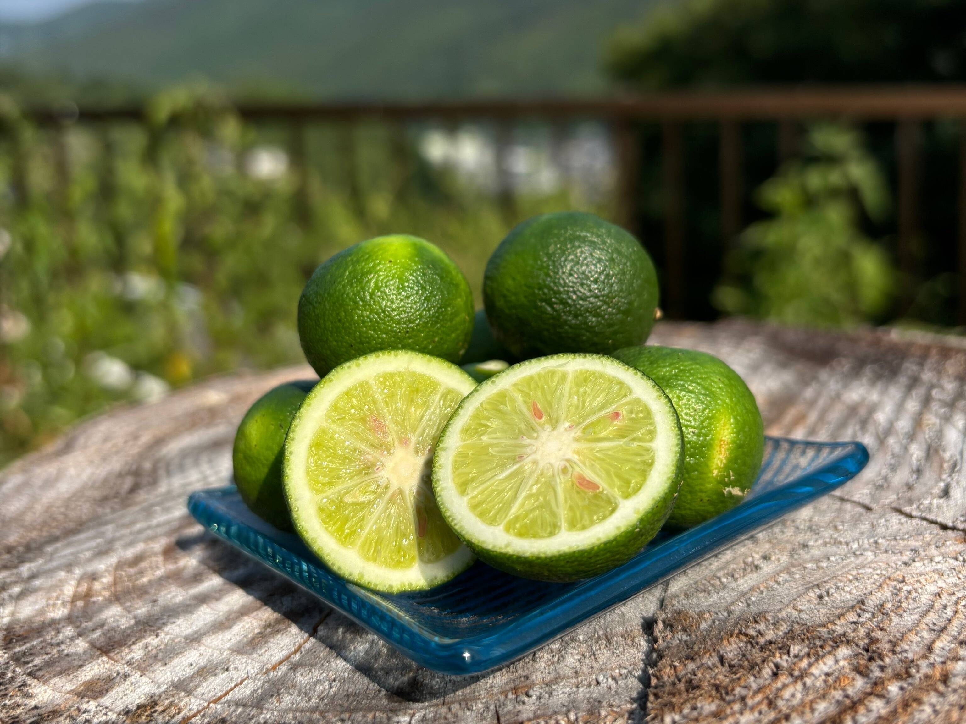 徳島県産すだち　kantora出品 佐那河内産すだち〜唯〜1kg：徳島県産のみかん・柑橘類｜食べチョク
