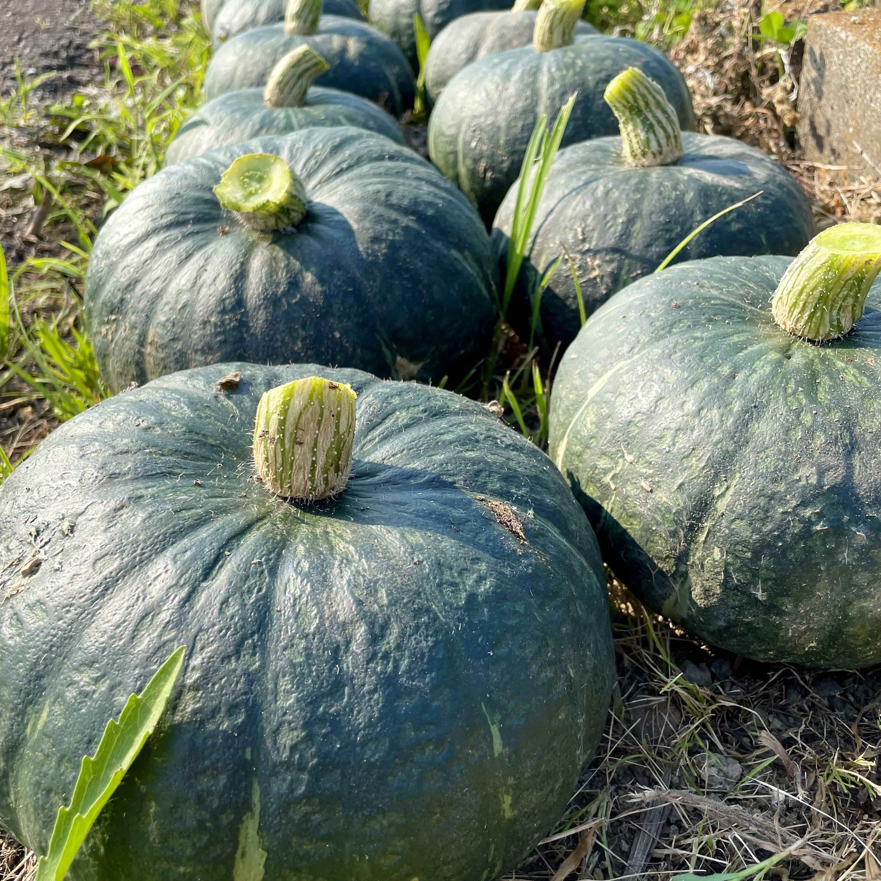 極粉質栗かぼちゃ1-2個約3kg 農薬・化学肥料不使用 くり将軍：埼玉県産 