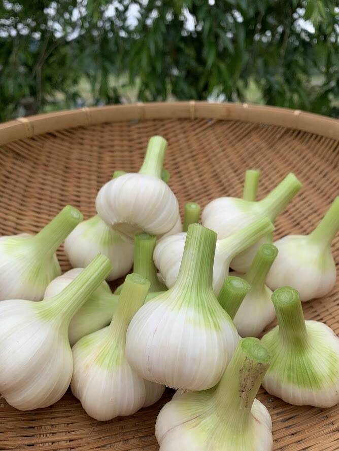 農薬・化学肥料不使用＞新にんにく採れたてを発送コンフィご一緒に作り
