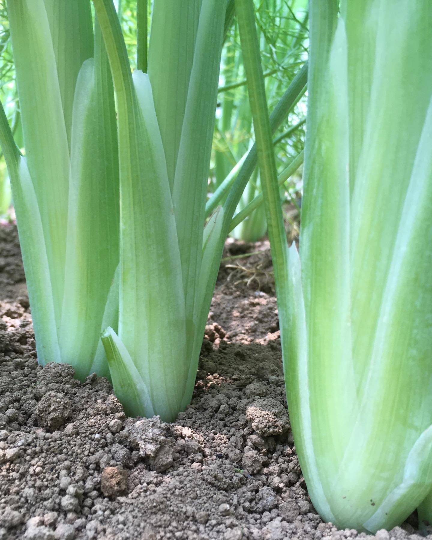 スティッキオ フェンネル500g25本〜30本：茨城県産の野菜｜食べ