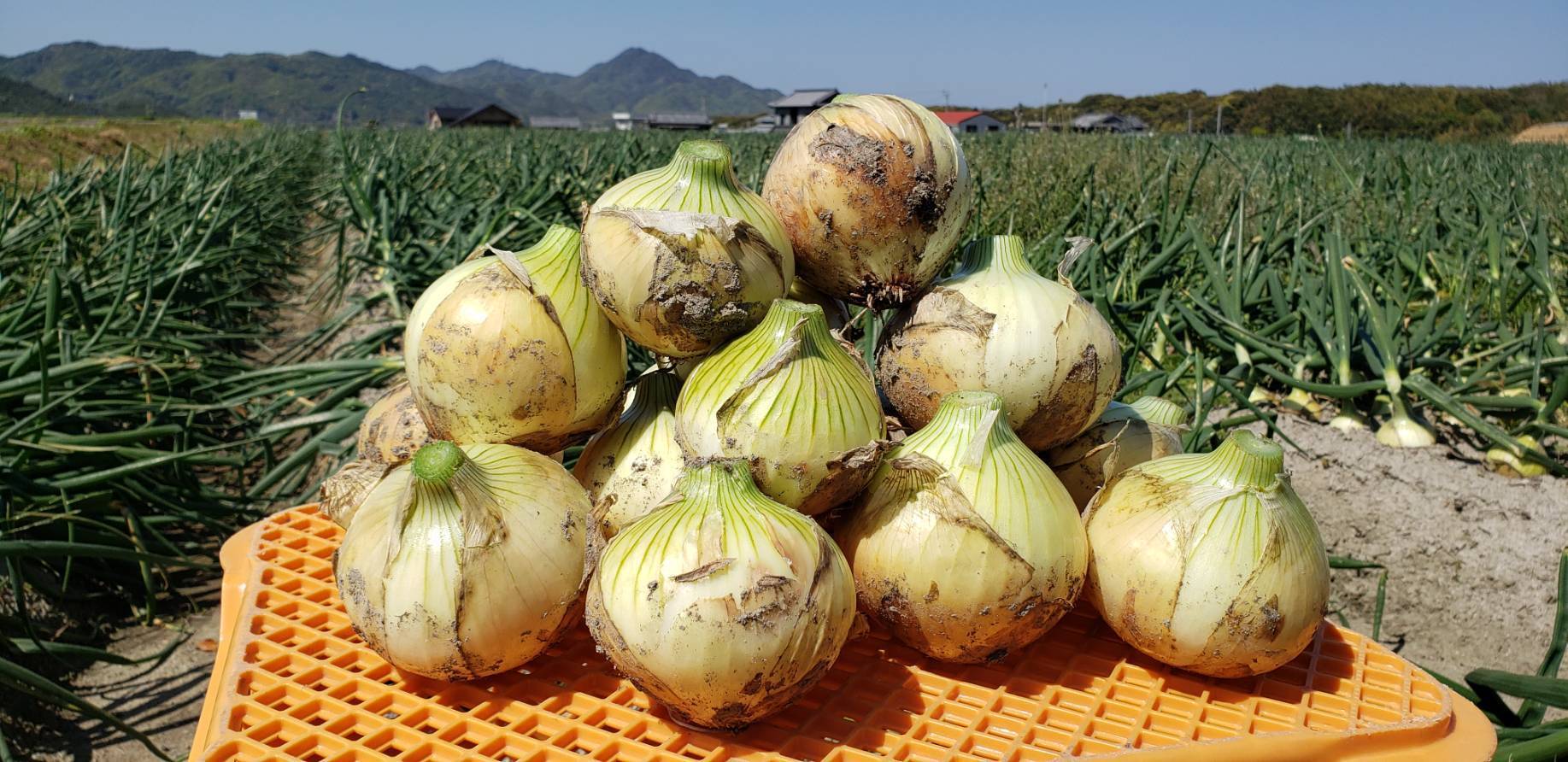 数量限定！！】淡路島産新玉ねぎ 3L 5kg：兵庫県産の野菜｜食べチョク