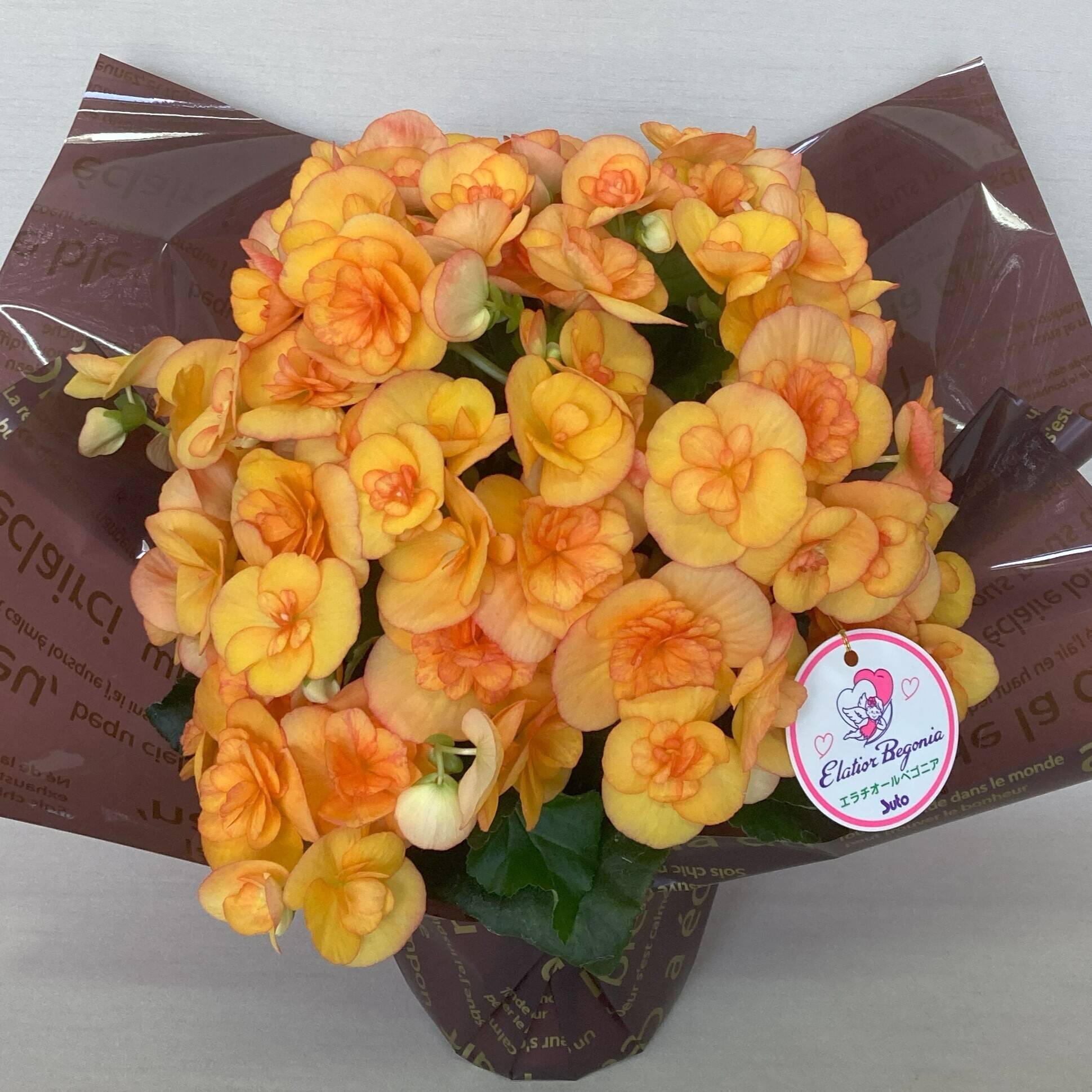 7/31まで　ベゴニア　ククラータ　斑入り（オーレア、イエロー） 7/31まで ベゴニア ククラータ 斑入り（オーレア、イエロー） 7