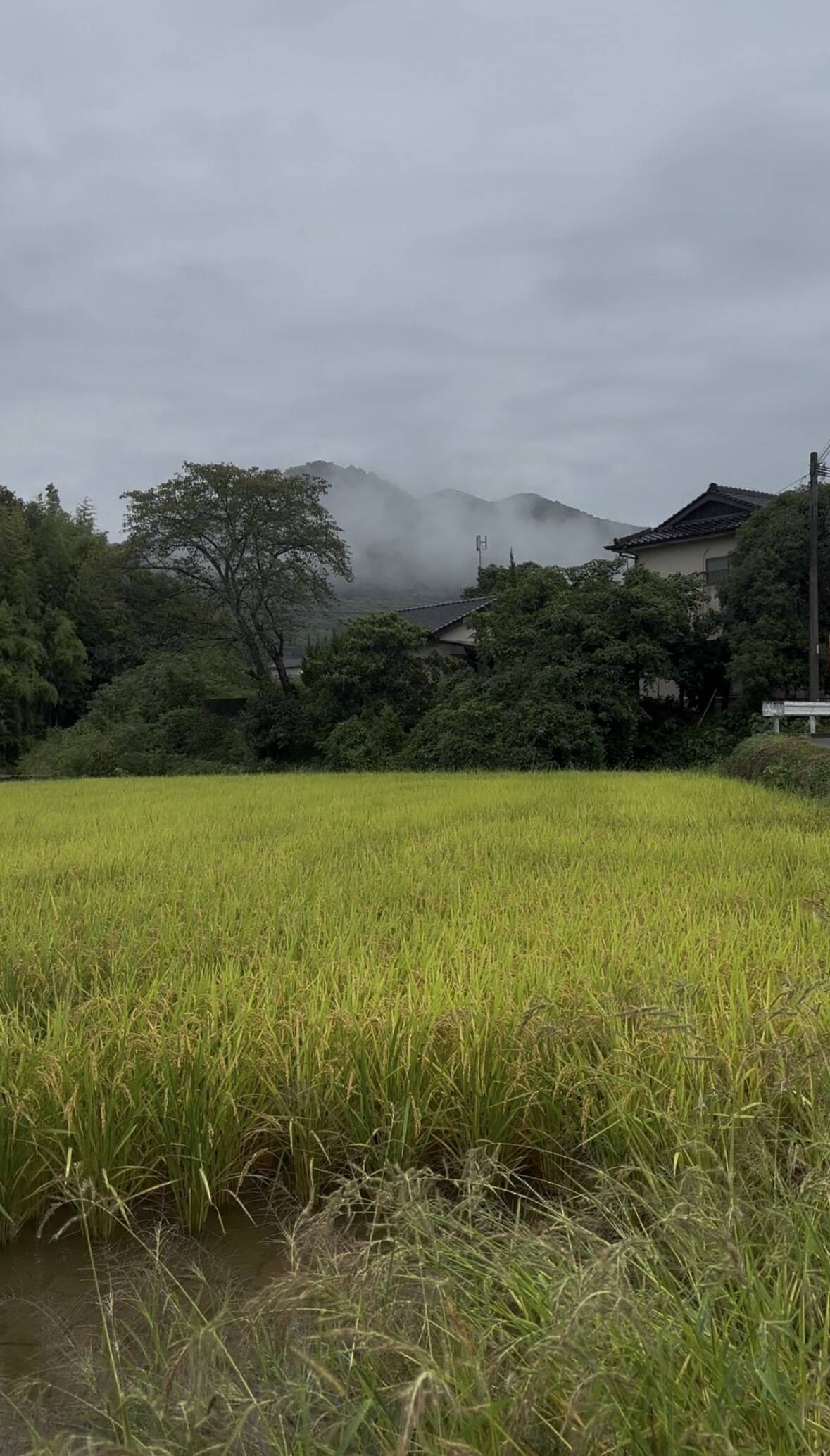 令和7年度産 自然栽培米】農家直送 熊本県産ヒノヒカリ 玄米25k：熊本