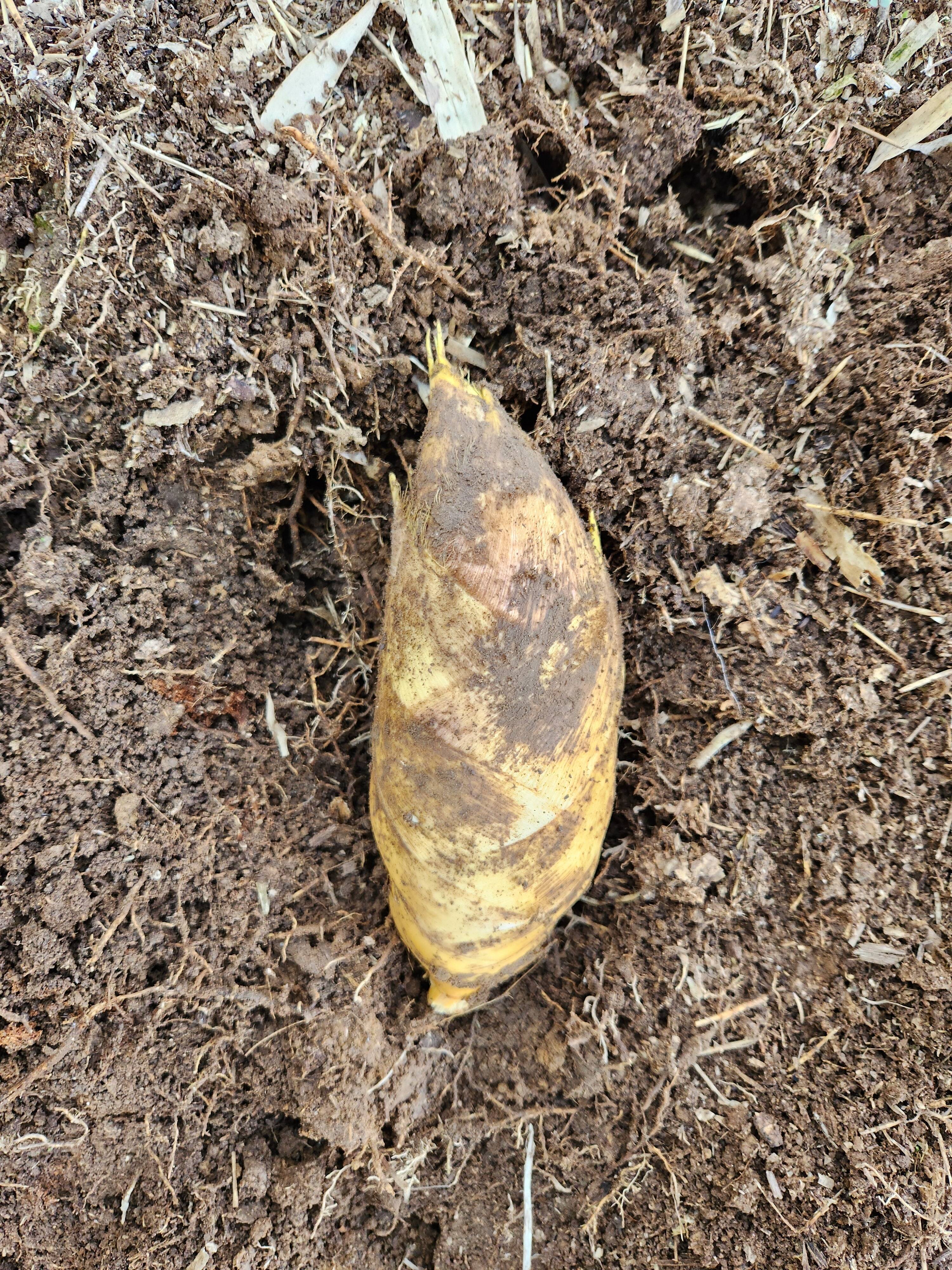 ☆朝掘り たけのこ 筍 小 ※SSサイズ 1.5キロ 最短発送 クール便 ☆朝掘り たけのこ 筍 小 ※SSサイズ 1.5キロ 最短発送 クール便