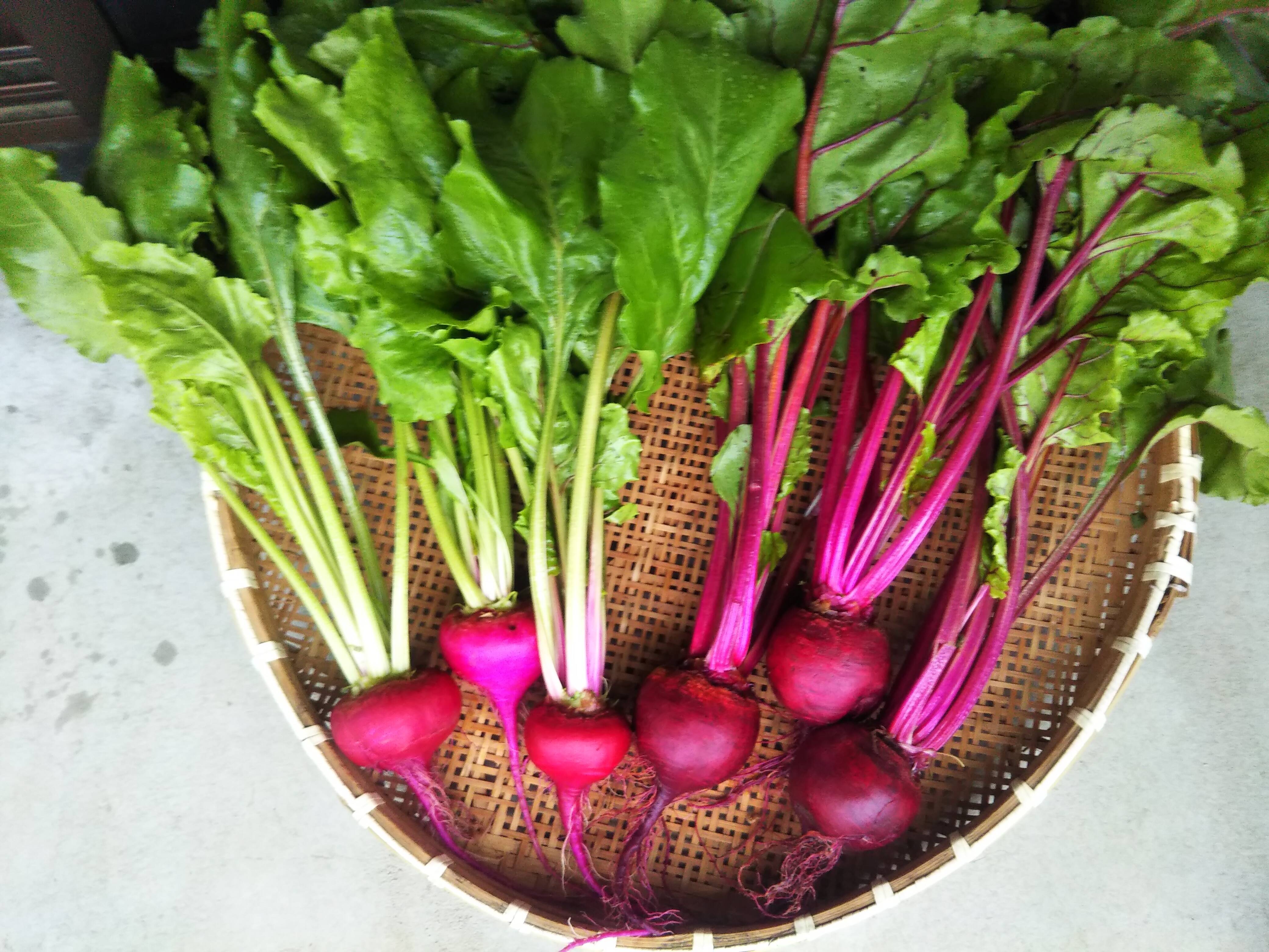 しっとり甘い 葉付きビーツ２種類 デトロイトダークレッド 渦巻きビーツ 徳島県産 食べチョク 農家 漁師の産直ネット通販 旬の食材を生産者直送
