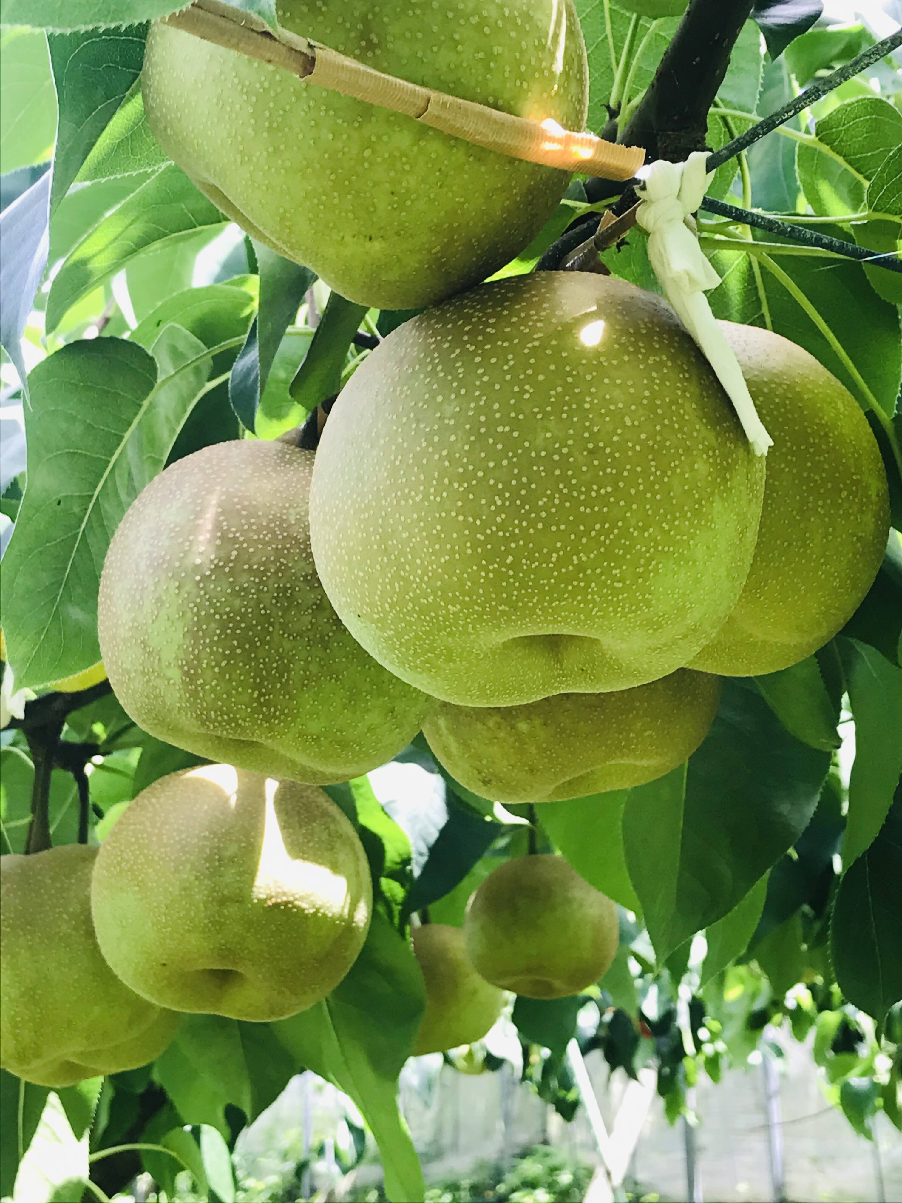 残りわずか　ジューシー　冬梨　5kg4箱セット 甘熟。PREMIUM幸水梨】贈答用約5kg( 8~10個) シャリっ。ジュワっ