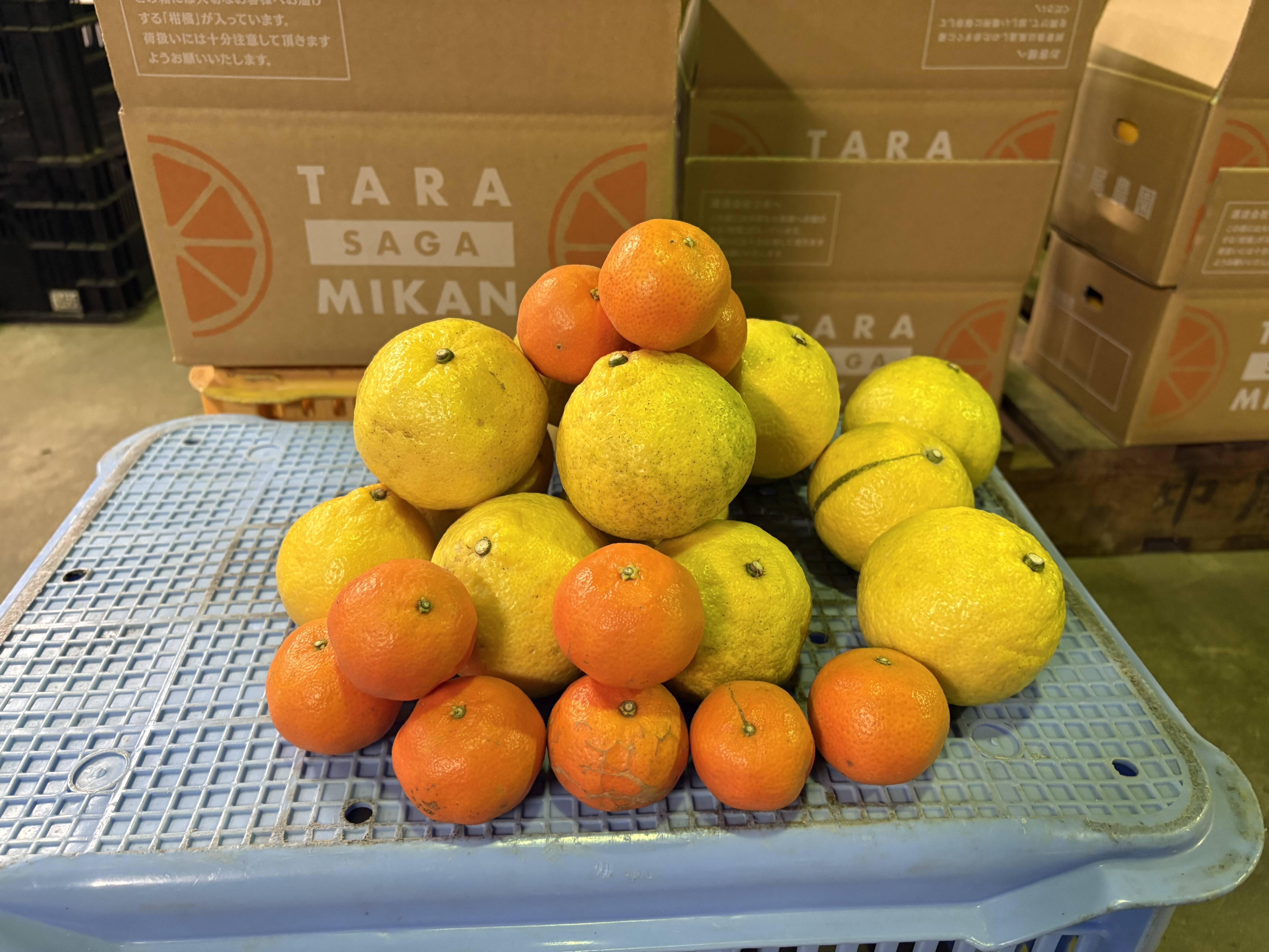 佐賀県太良町産2種セット♩はるか+クレメンティン複数（家庭用計2.5