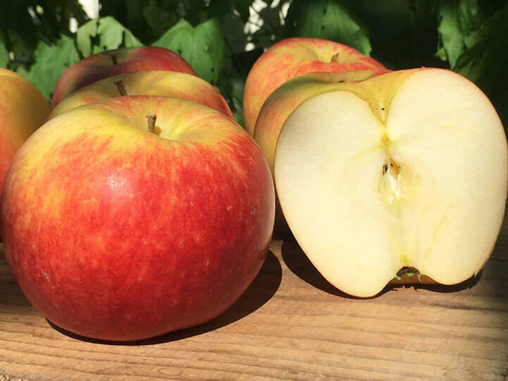 2023年産予約開始！数量限定！】夏あかり 訳あり 約4kg(12-25玉) 8月中旬頃発送開始予定  #YAN0B040：長野県産のその他りんご｜食べチョク｜産地直送(産直)お取り寄せ通販 農家・漁師から旬の食材を直送