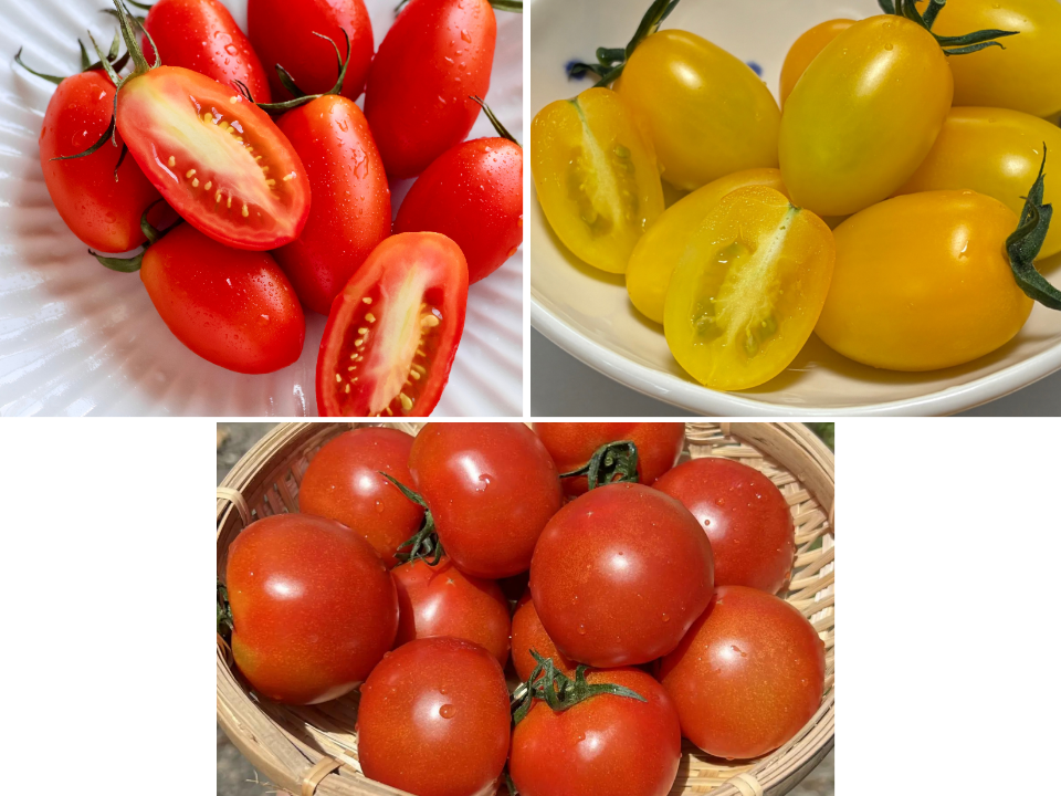 とまほっぺ】ミニトマト3種食べ比べセット｜愛媛・久万高原直送：愛媛