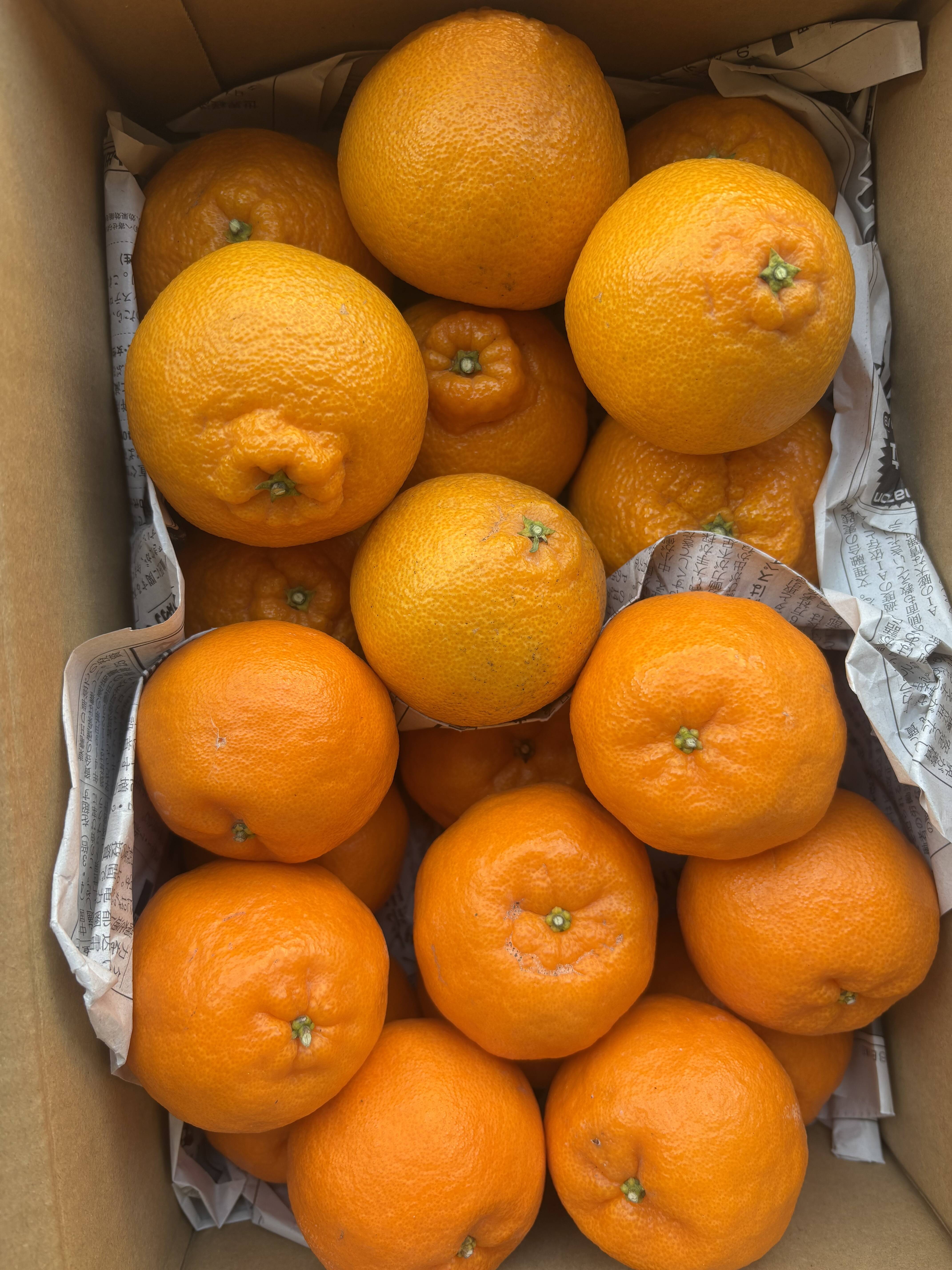 食べ比べ】ポンカンと不知火 3k箱 除草剤使用無 万田酵素散布：愛媛県