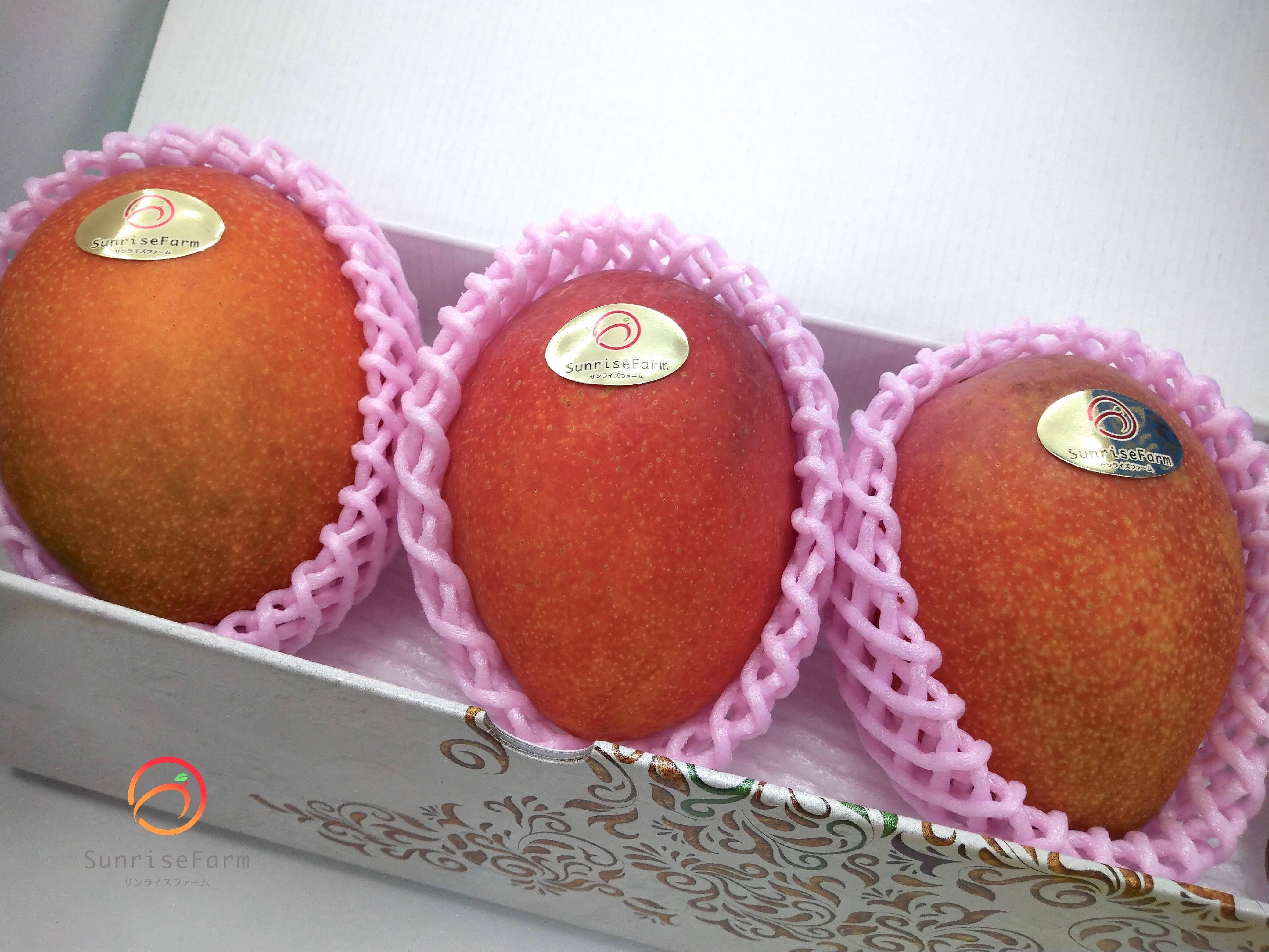 沖縄県産　アップルマンゴー　ご家庭消費用3キロ以上　クール便発送