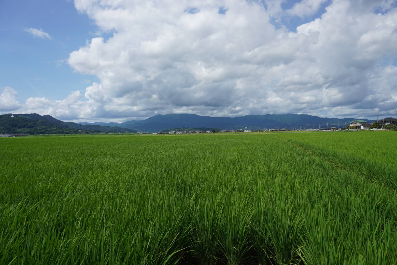 佐賀県産ヒノヒカリ・さがびより【食べ比べ】セット各2㎏【農薬5割以上減】：佐賀県産のお米｜食べチョク｜産地直送(産直)お取り寄せ通販 - 農家 ・漁師から旬の食材を直送
