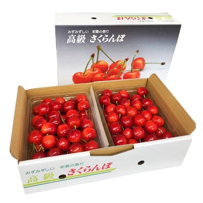 さくらんぼ　てんたかく さくらんぼ｜天の童｜JAてんどうフーズ通信販売