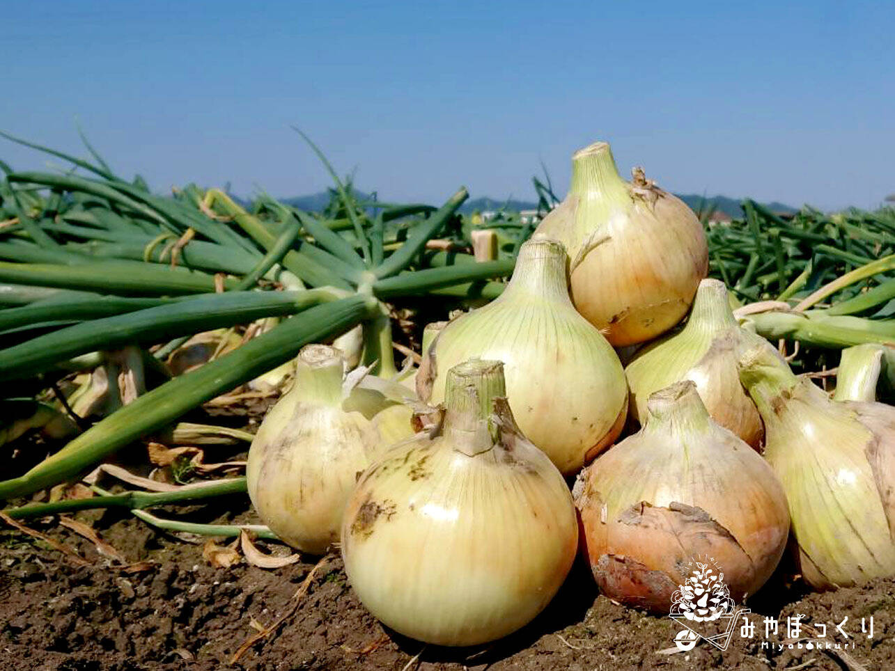 ズシッとくるんッスよ 大きな玉ねぎズシッとくるんッスよ 淡路島産たまねぎbigサイズ 10kg 兵庫県産の玉ねぎ 食べチョク 産地直送 産直 お取り寄せ通販 農家 漁師から旬の食材を直送