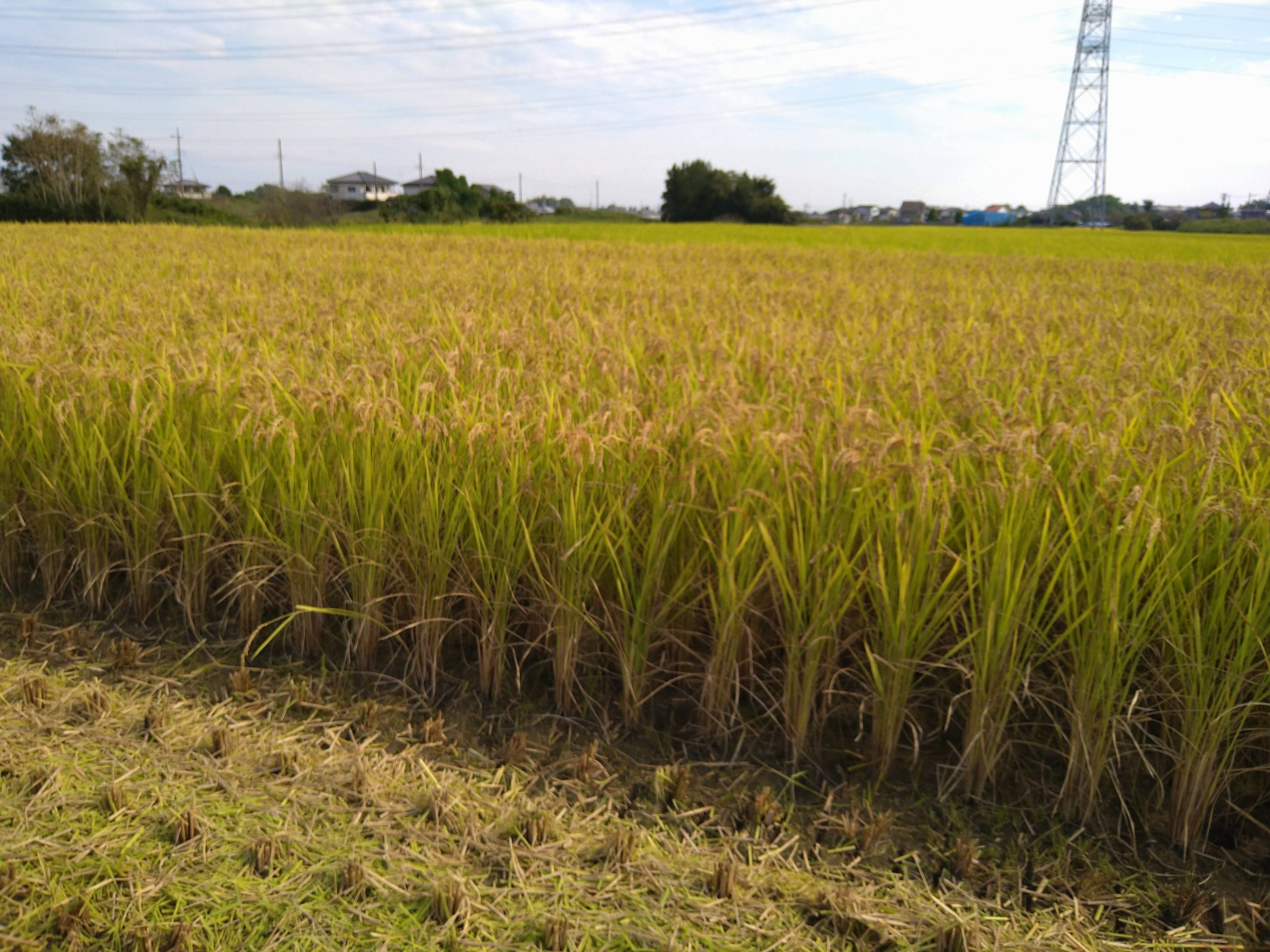 送料無料得価 埼玉県産キヌヒカリ18kg精米☆生産農家直送 doWaf