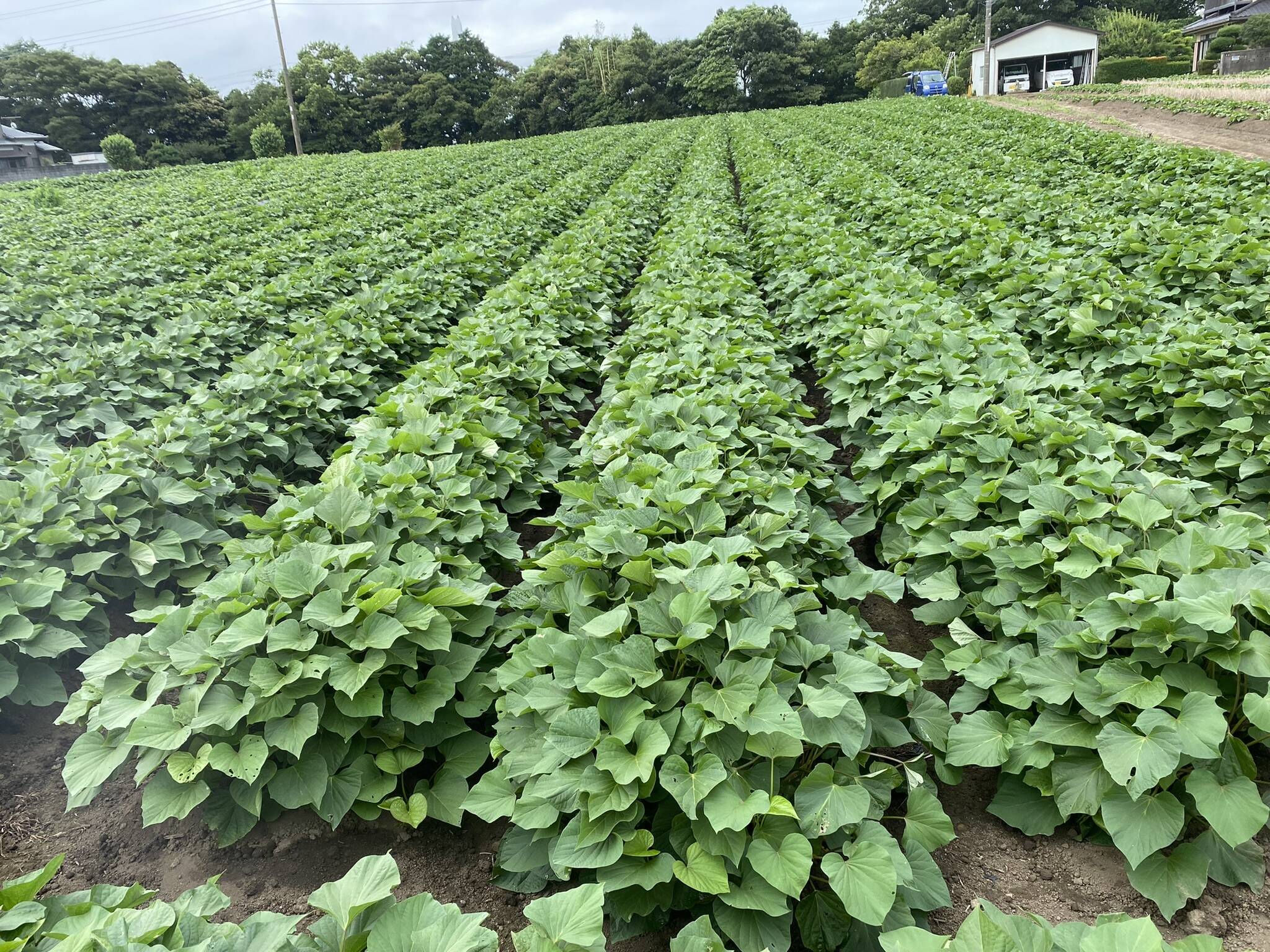 二川農園へのレビュー・商品：茨城県｜食べチョク｜産地直送(産直)お