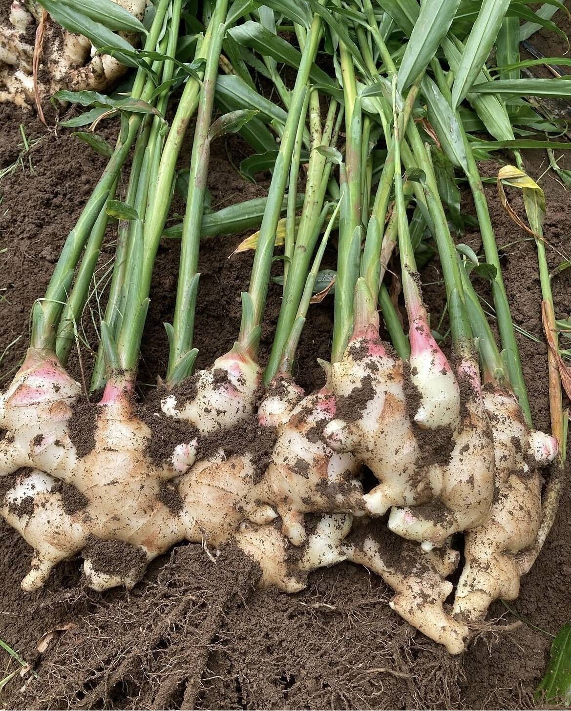 ごんげん畑 朝採れ直送新生姜 1キロ：高知県産のその他薬味・スパイス