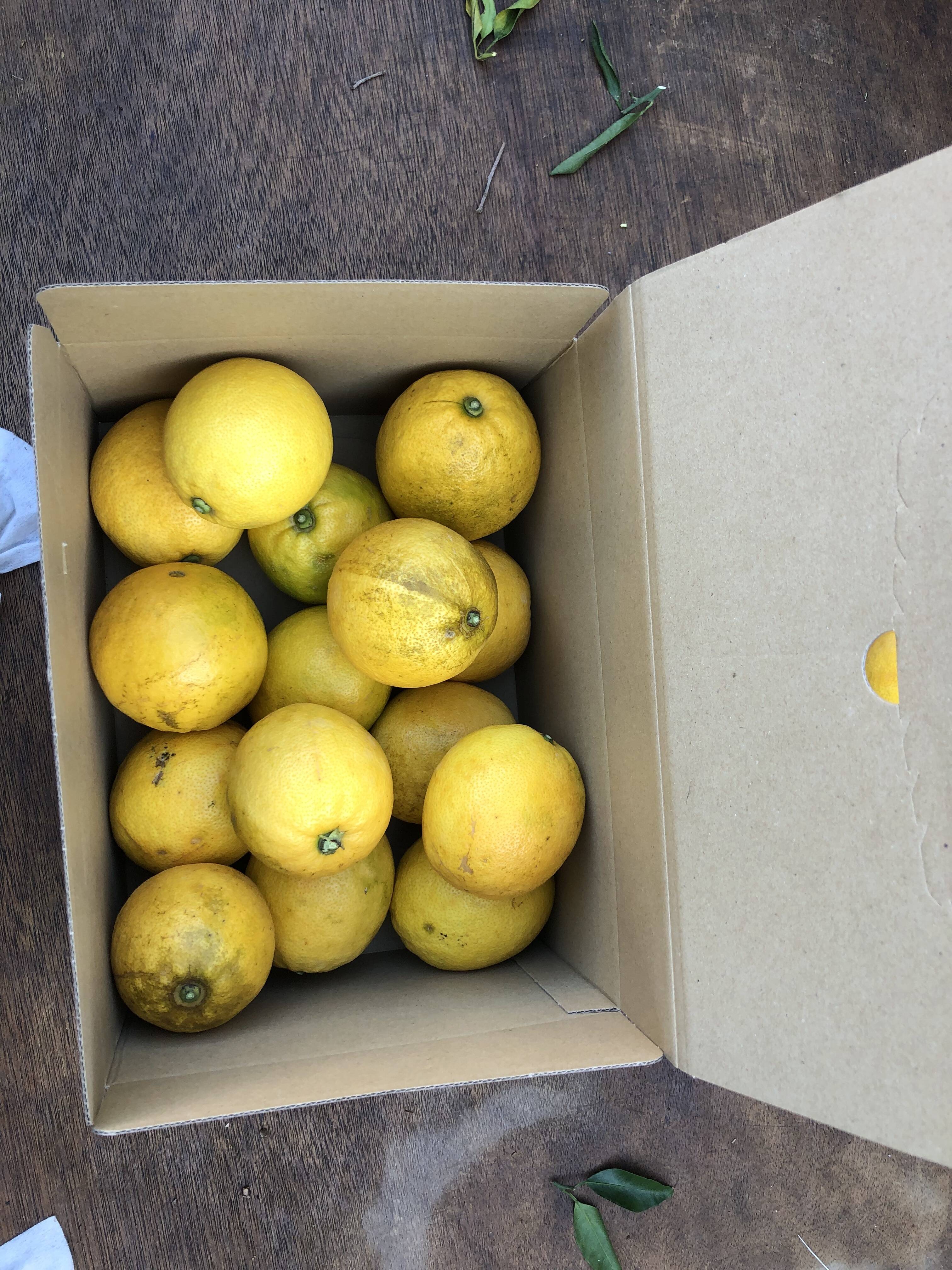 マイヤーレモン（レモンとオレンジのミックス種）2.2kg（約15個