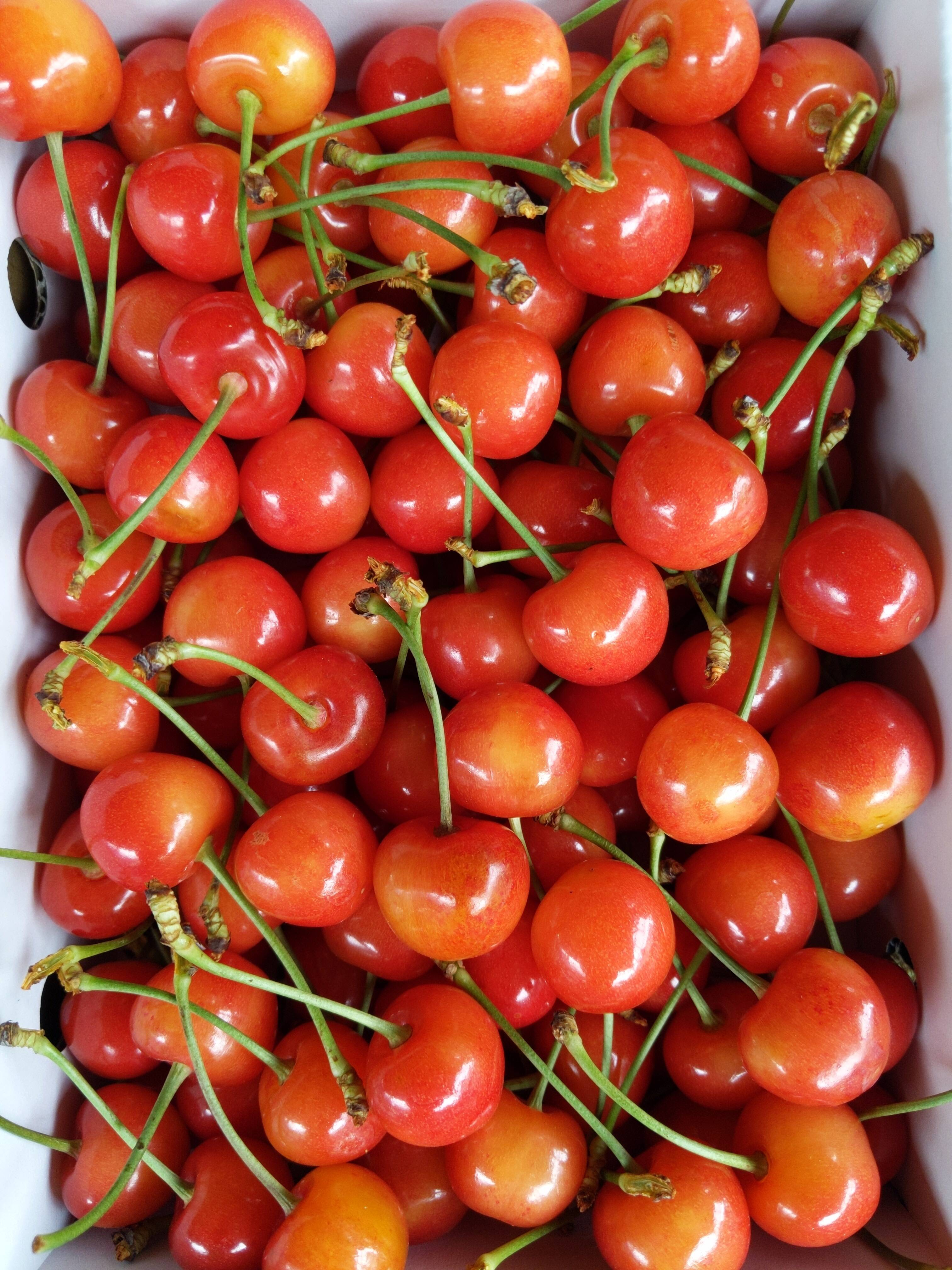 さくらんぼ紅秀峰Mサイズ800g：山形県産の紅秀峰｜食べチョク｜産地