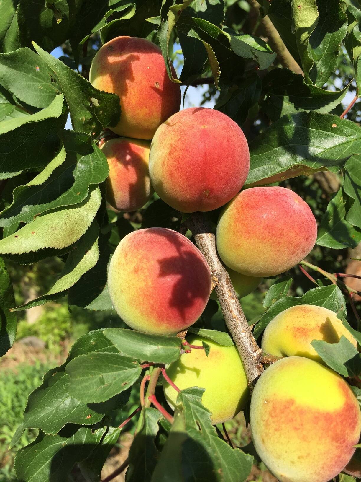 大人気定番商品 和歌山県 紀州産特別栽培 青梅～中熟梅 南高梅 生産者