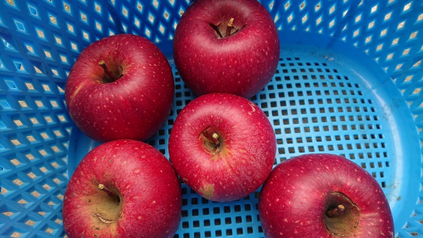 訳ありしなのほっぺ」約10kg 少しの傷と色むらがありますが味は酸味