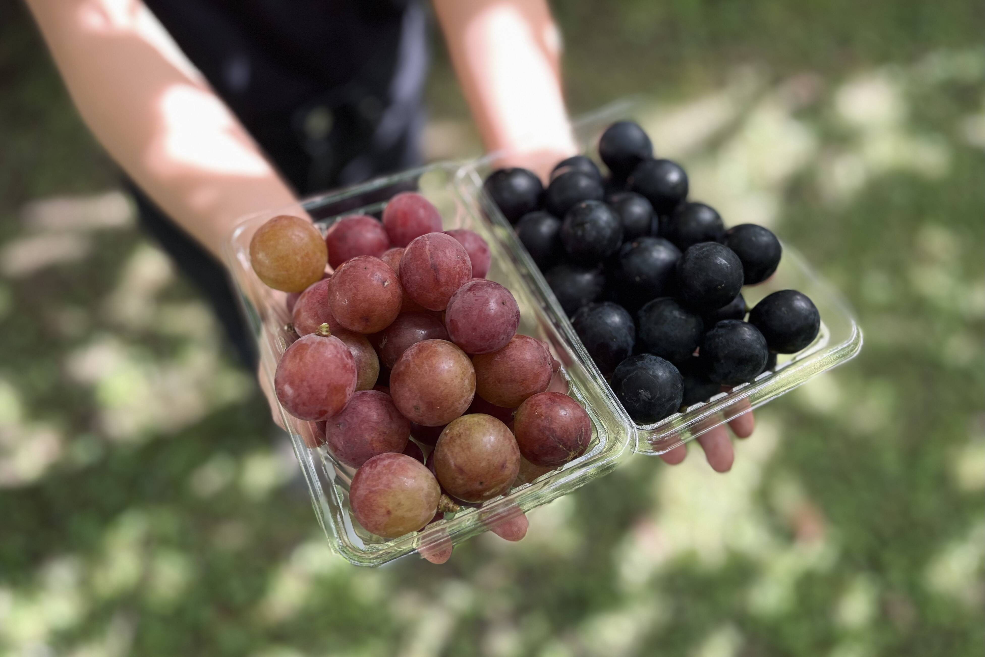 信州産長野パープルふた房・隙間にセイブル 03c699dde5a013622febe4dd2ea478