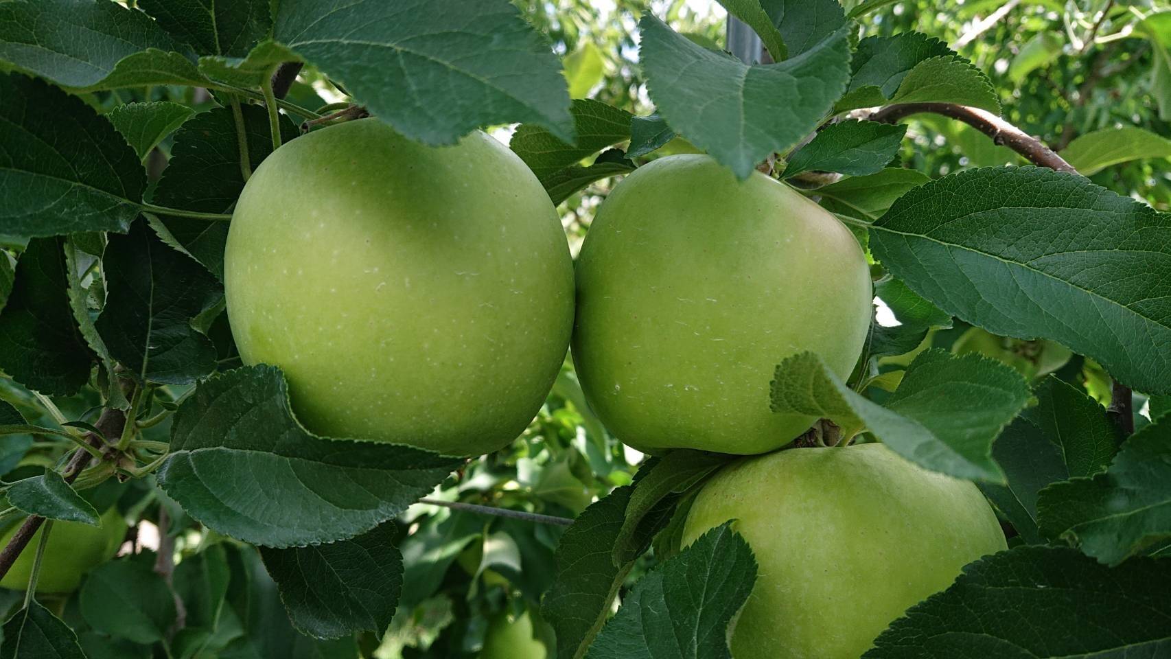 名月約5kg入り」生産者が大好きなりんごです。甘みが強い品種、黄色の