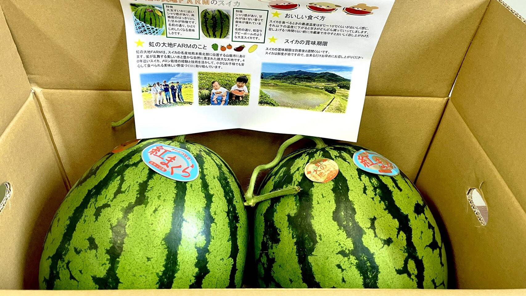 大玉すいか(紅まくら)販売開始‼︎🍉✨｜食べチョク｜産地直送(産直)お