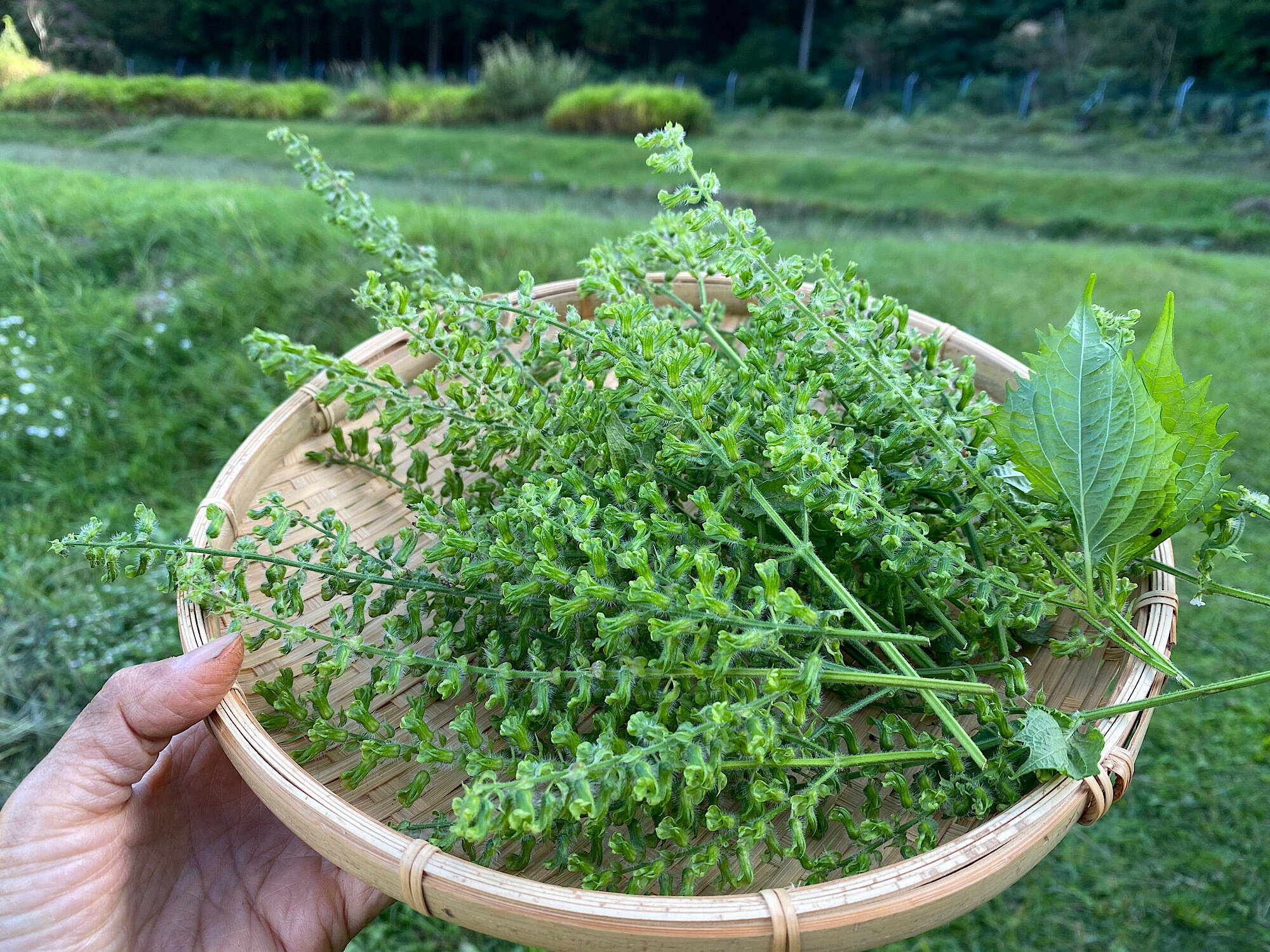 ぷちぷち香り高い シソの実300g:長野県産のその他薬味・スパイス|食べチョク|産地直送(産直)お取り寄せ通販 - 農家・漁師から旬の食材を直送
