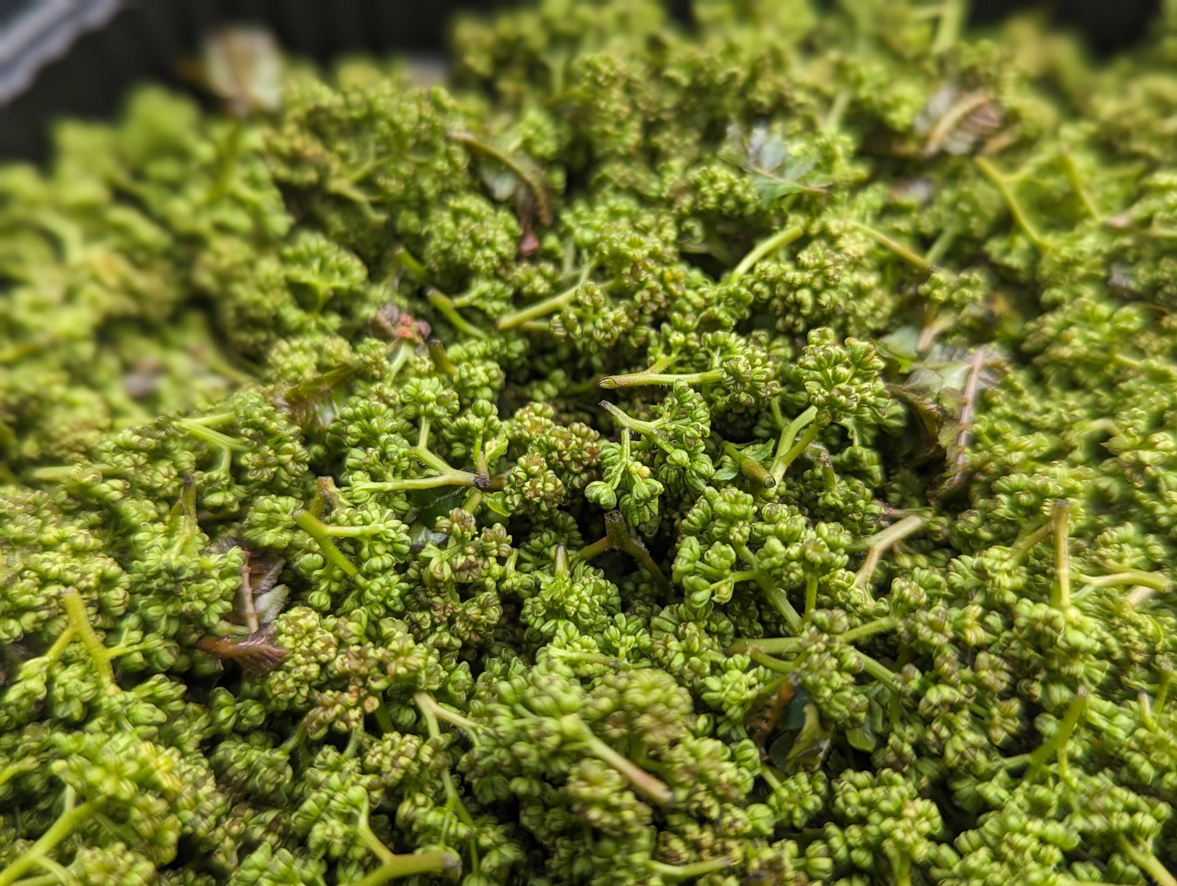 花山椒　90グラム　無農薬 花山椒 葉っぱ付き 90g 無農薬 - メルカリ