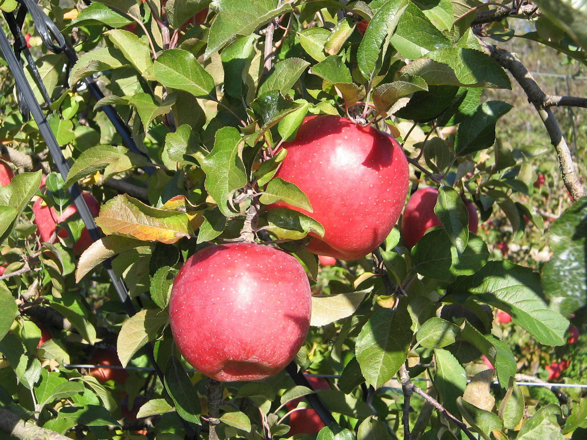 予約販売・数量限定】長野県産りんご5㎏（サンふじ）家庭用（12月