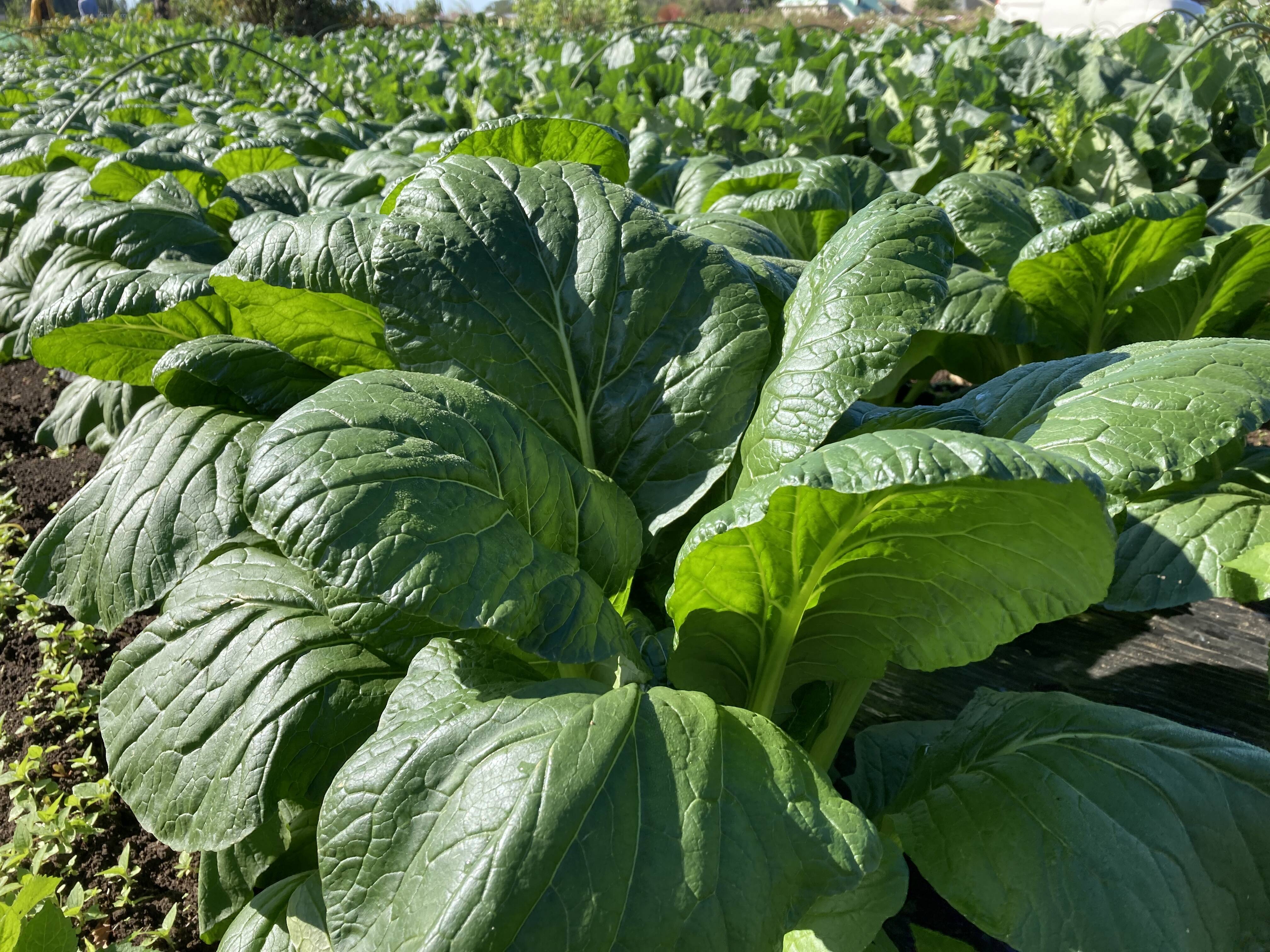 ポレポレファームへのレビュー・商品：千葉県｜食べチョク｜産地直送(産直)お取り寄せ通販 農家・漁師から旬の食材を直送