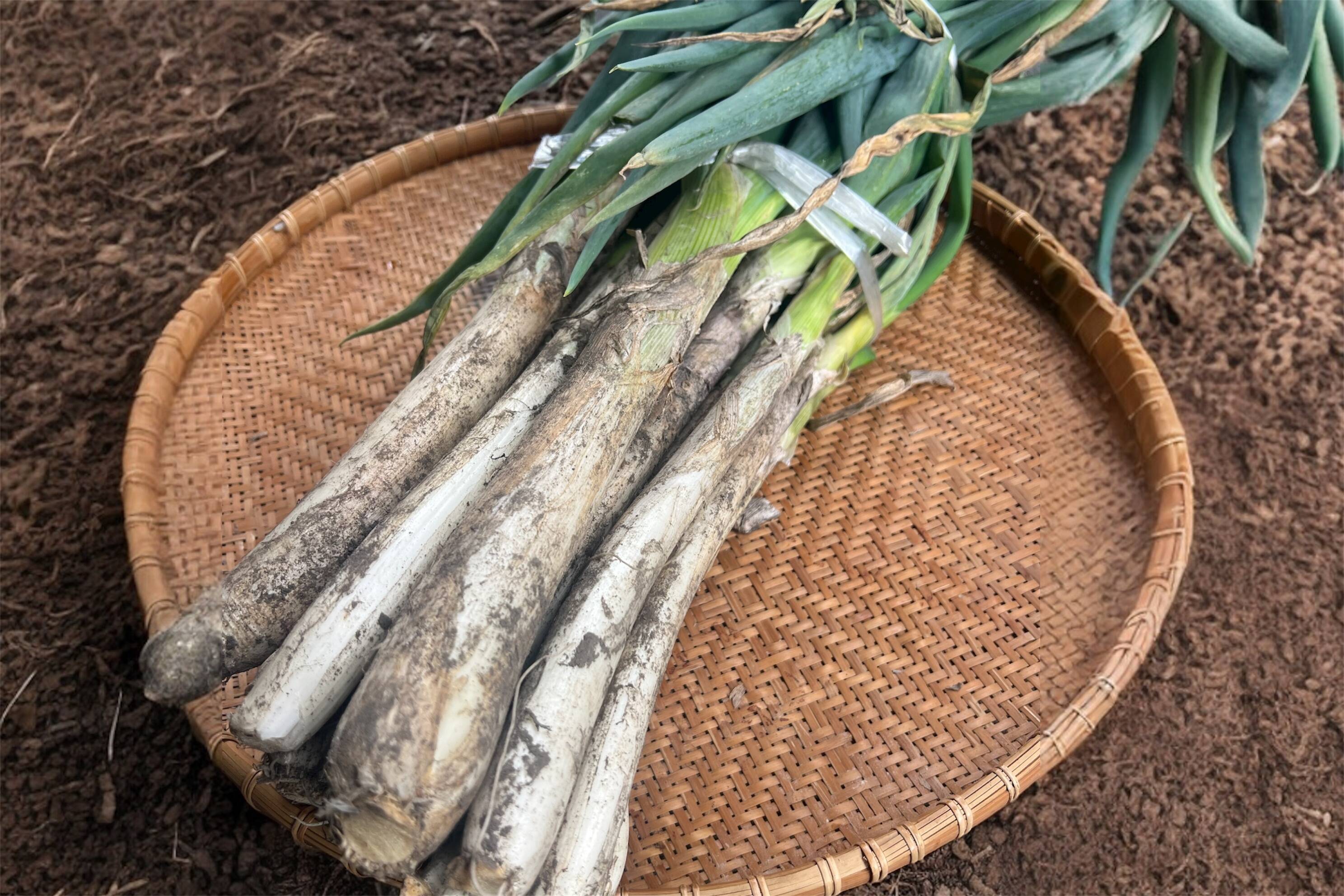 ネギ 松本一本ネギ 1KG〜：長野県産のその他ネギ｜食べチョク｜産地直送