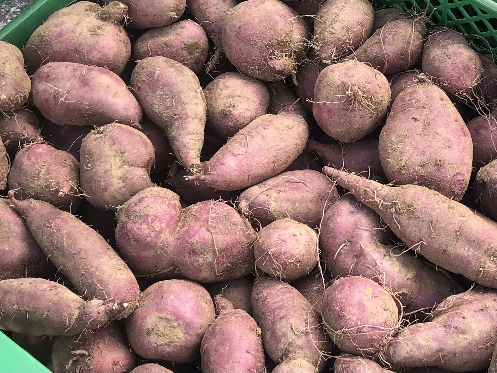 楽天市場】千葉・茨城県産 ”紅あずま” Mサイズ 約5kg さつまいも