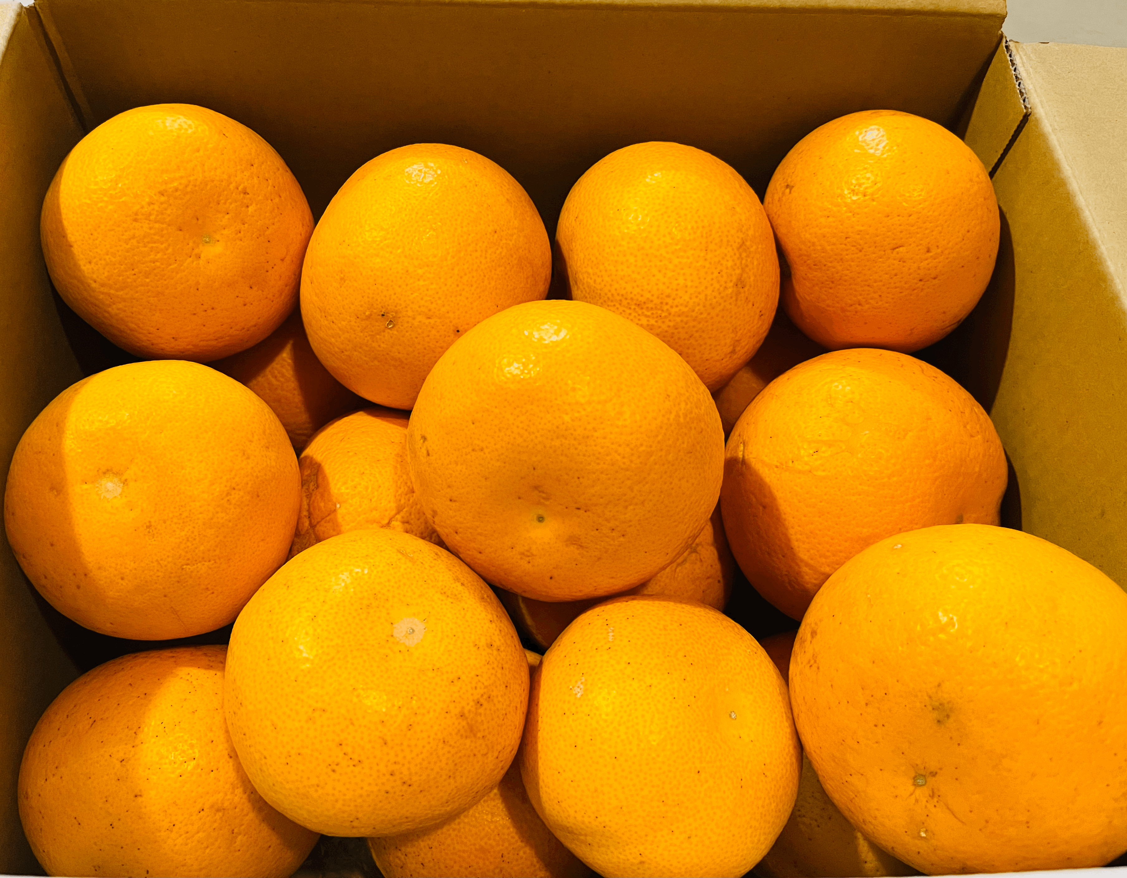 八朔ページ 完熟収穫】広島県大崎上島産の紅八朔5キロ 自然栽培 ご注文いただいて