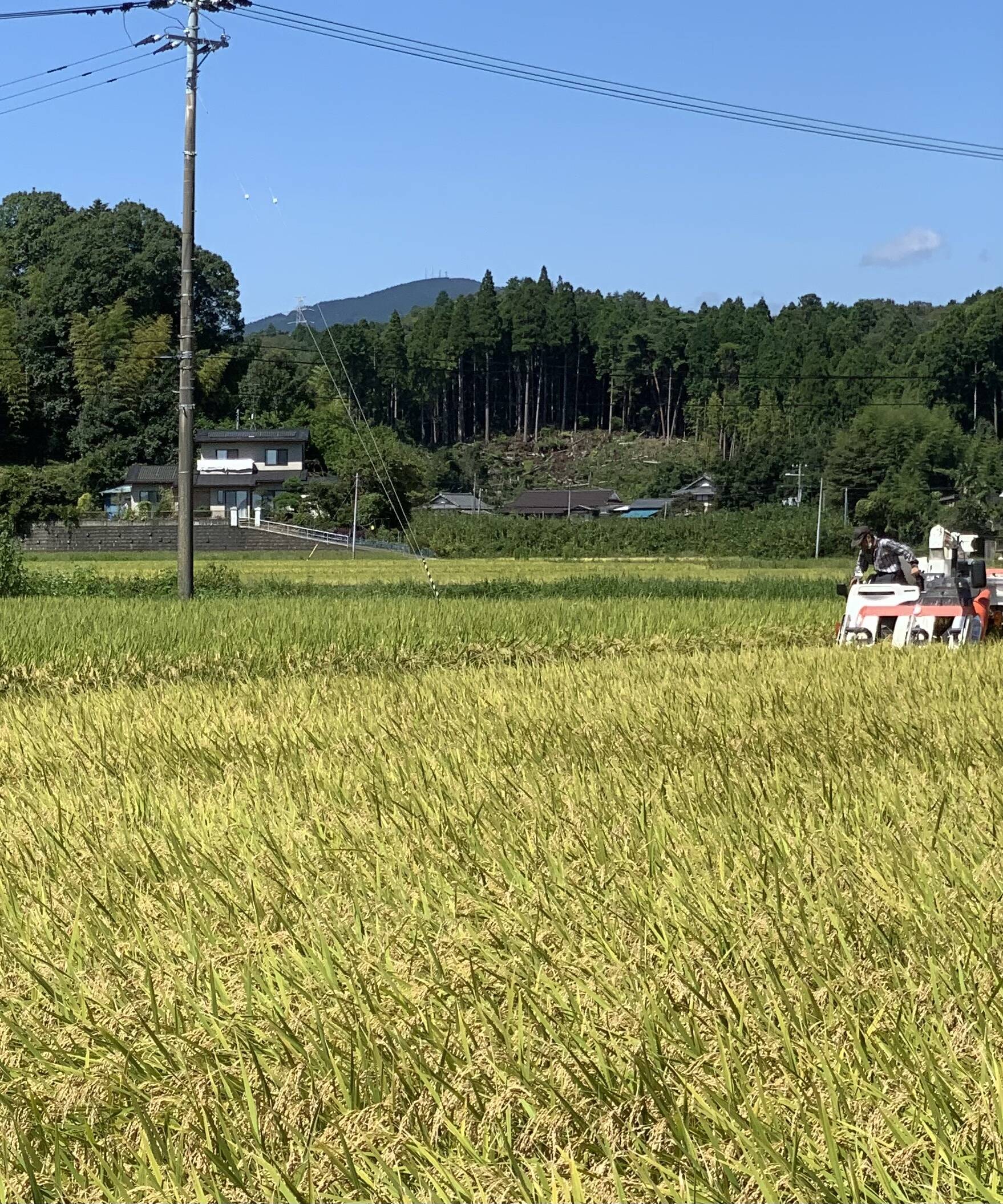 令和4年度新米【黄金もち】もち米白米5キロ：福島県産の米｜食べチョク｜産地直送(産直)お取り寄せ通販 - 農家・漁師から旬の食材を直送