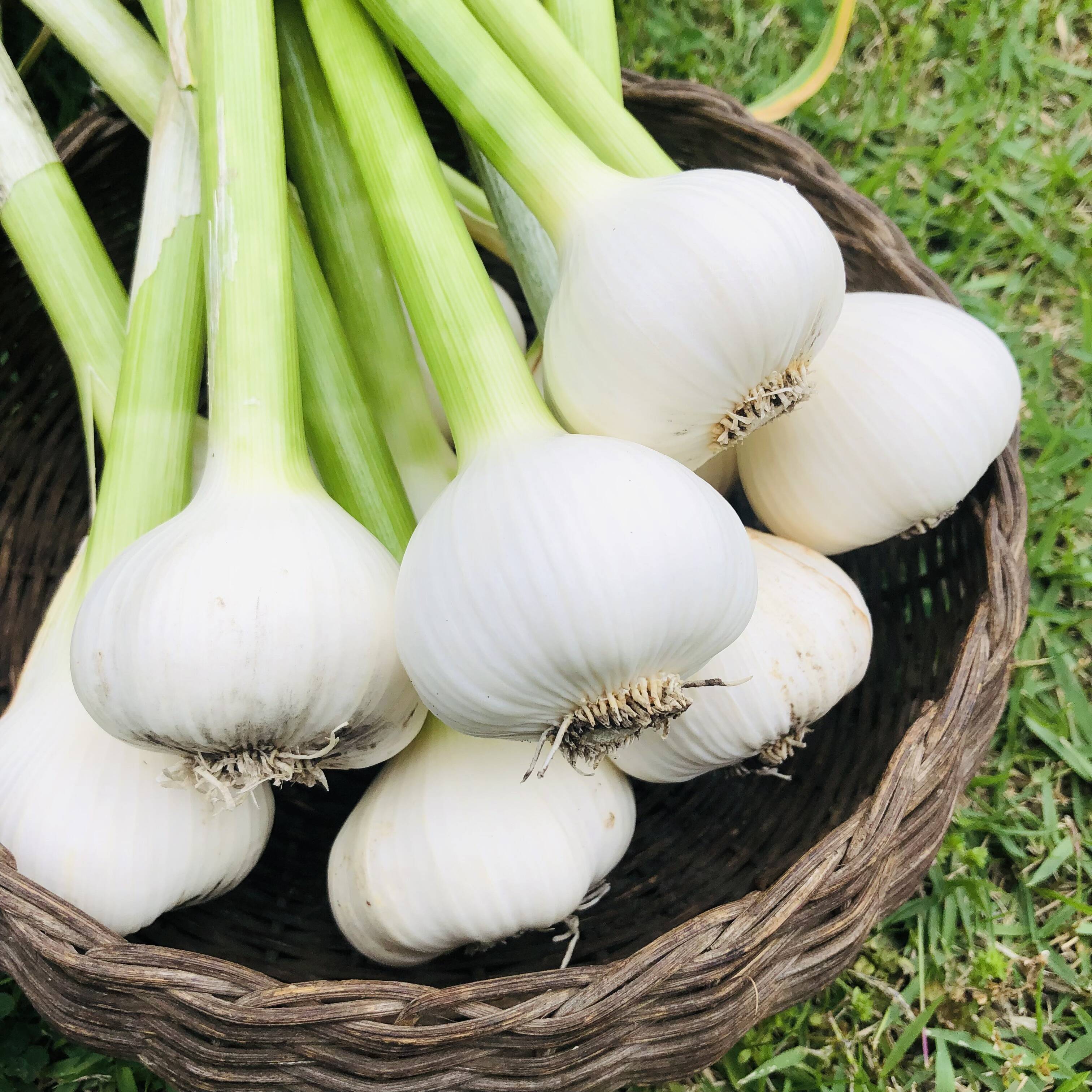 にんにく＊1kg＊農薬化学肥料不使用：茨城県産のその他ニンニク｜食べ