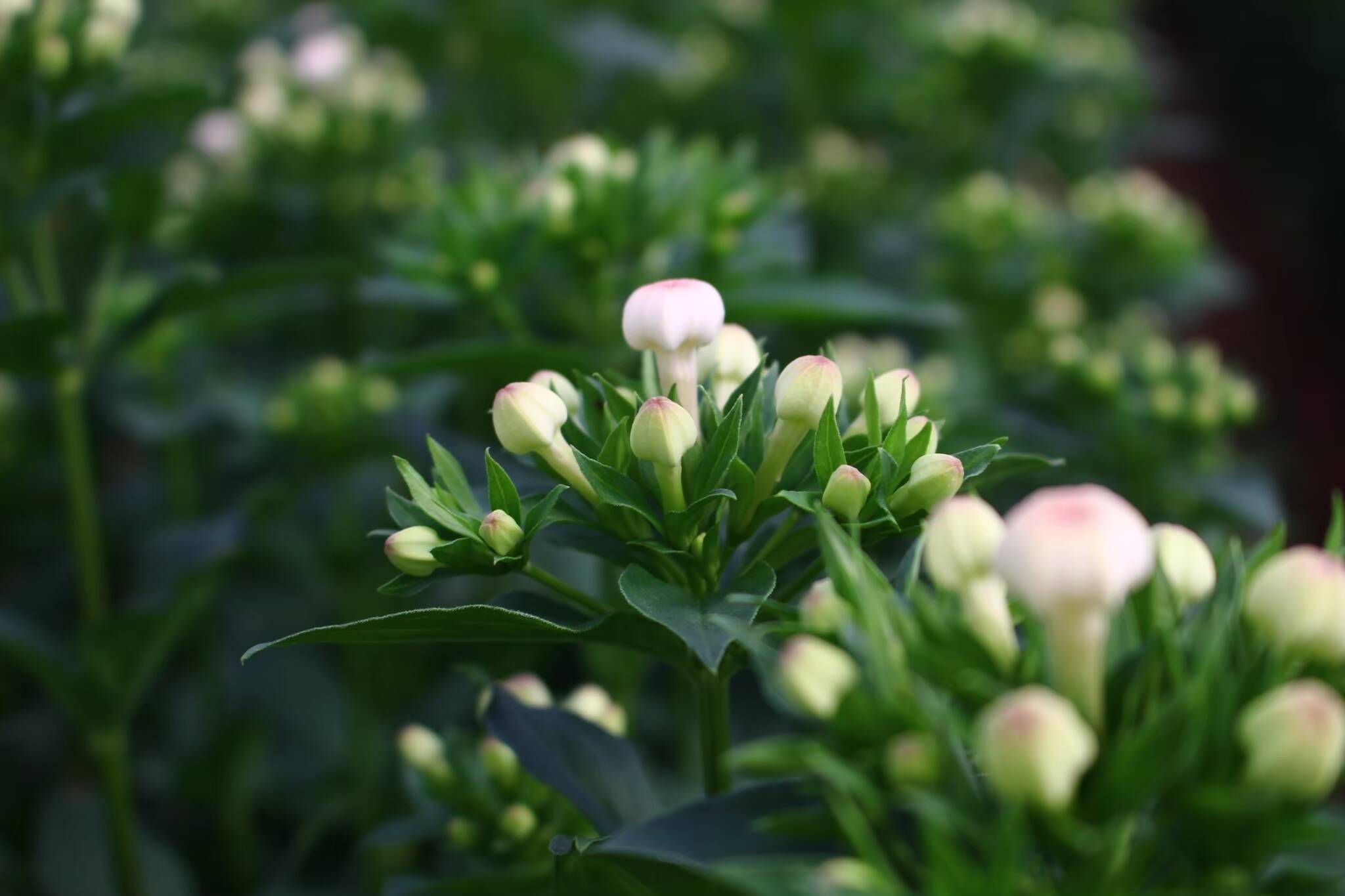 MAD 狂鉢 バベル ボルドー おんぶれ作家鉢 / Plant pot mania | ———狂